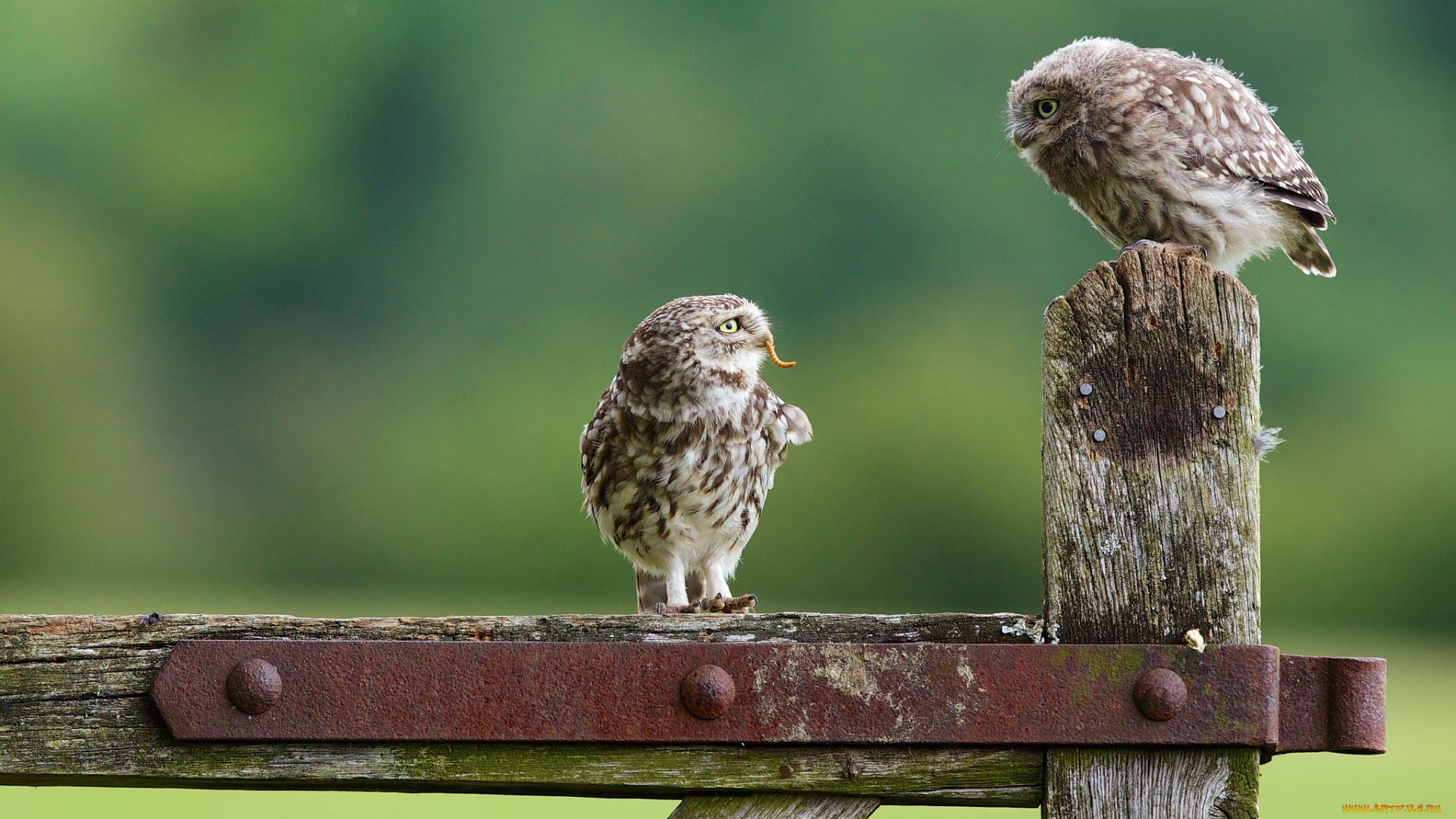 животные, совы, сычи, птенец