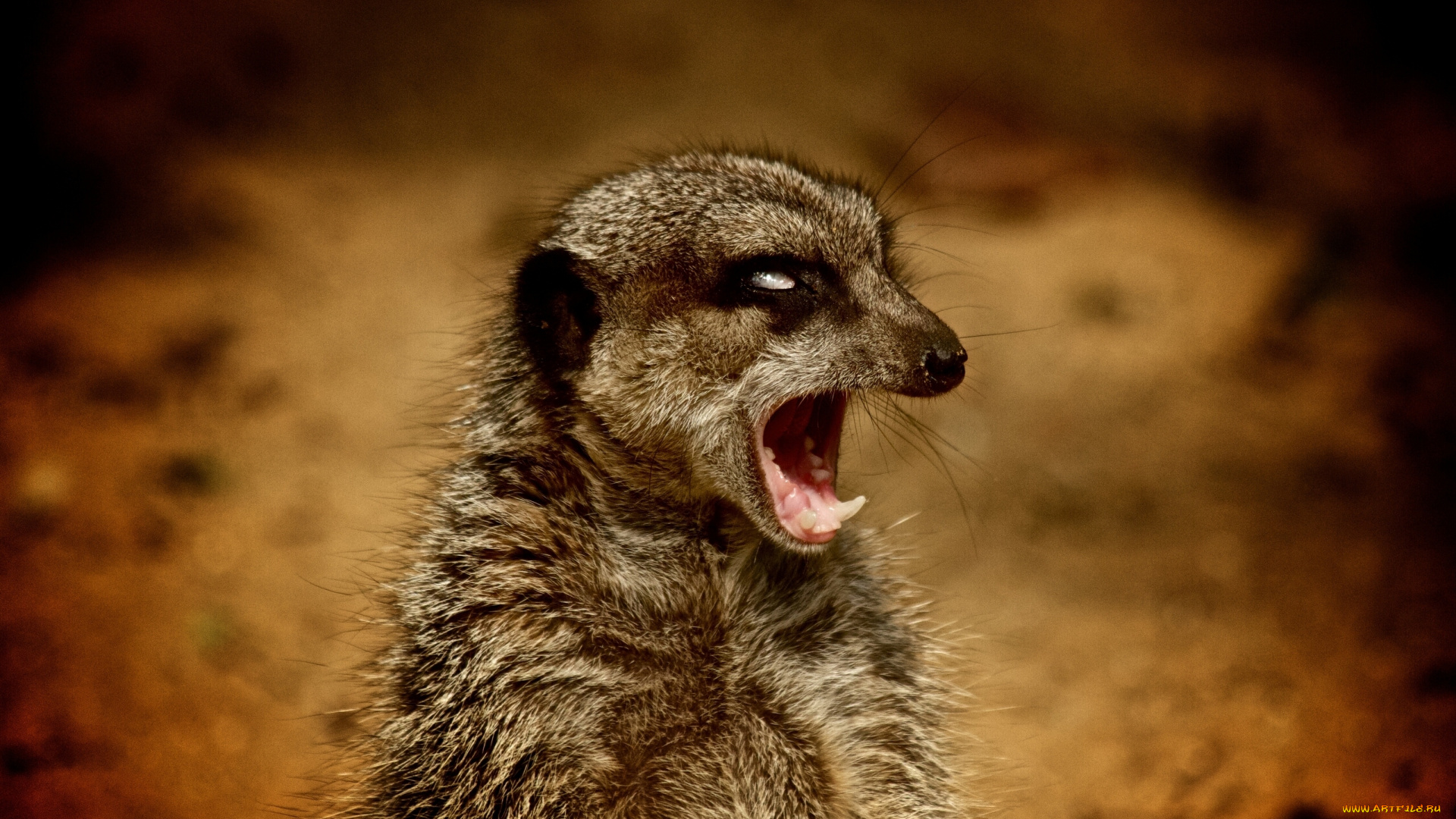 животные, сурикаты, злюка