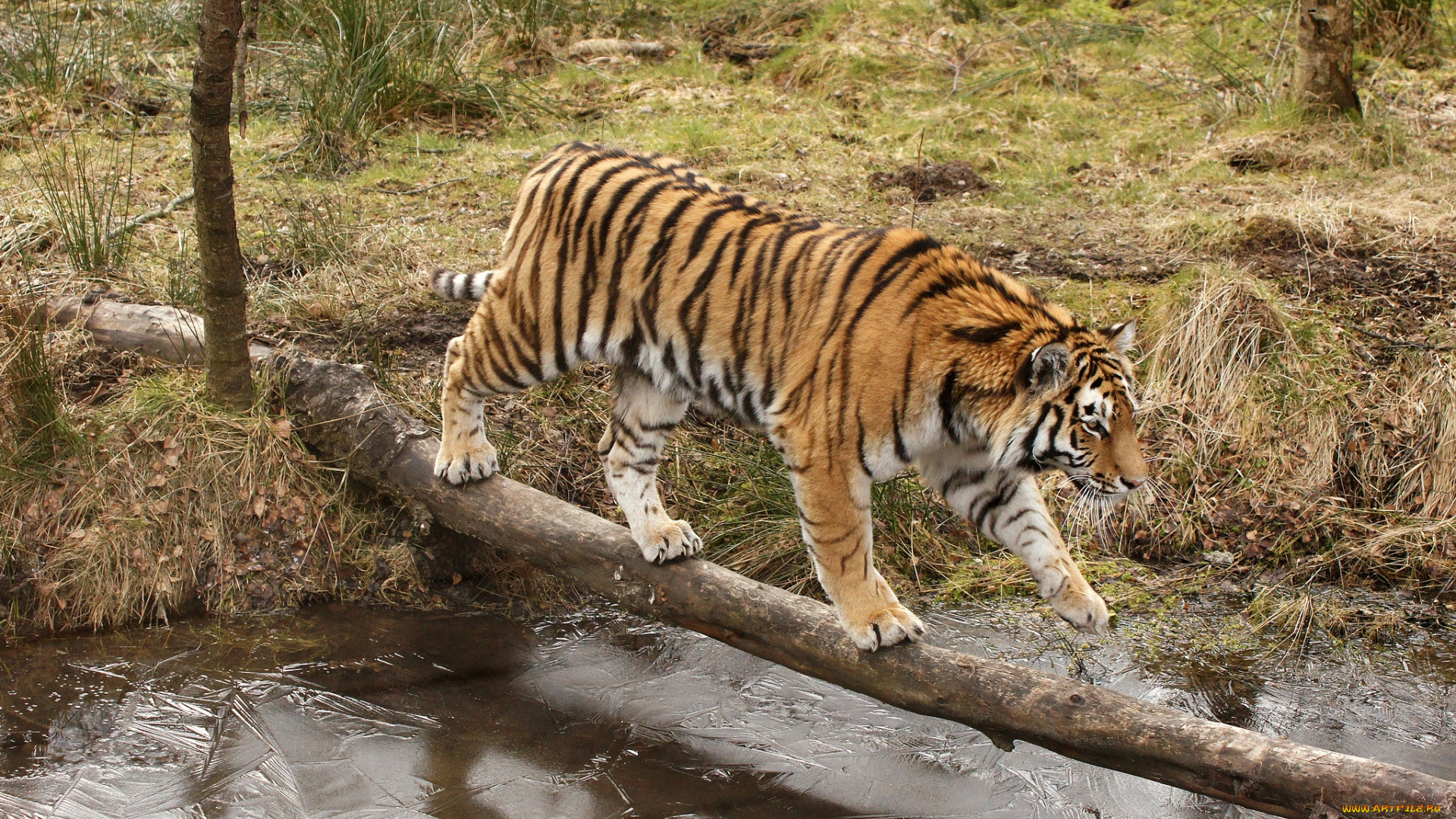 животные, тигры, вода, бревно, полосатый