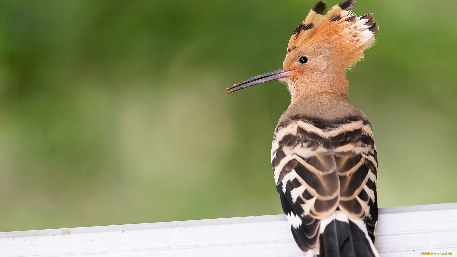 животные, удоды, хохолок