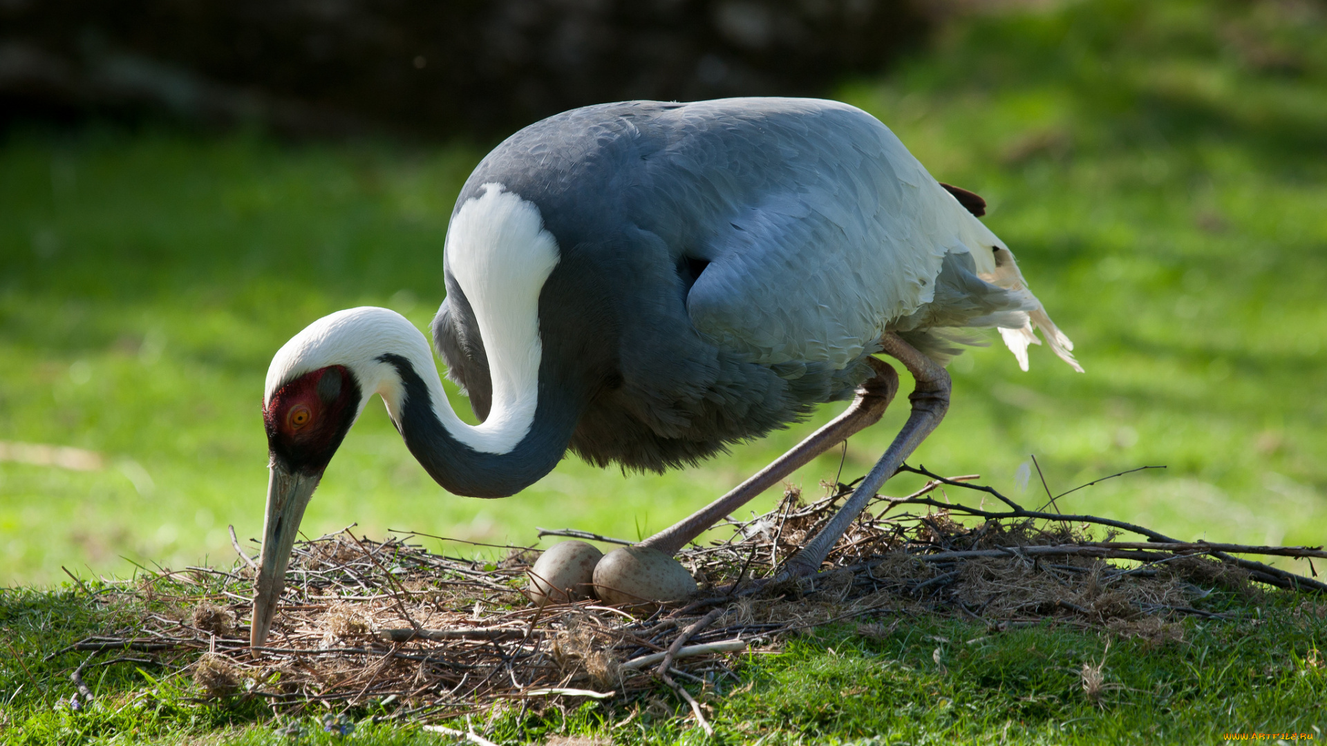 животные, журавли, журавль, гнездо, кладка, яйца