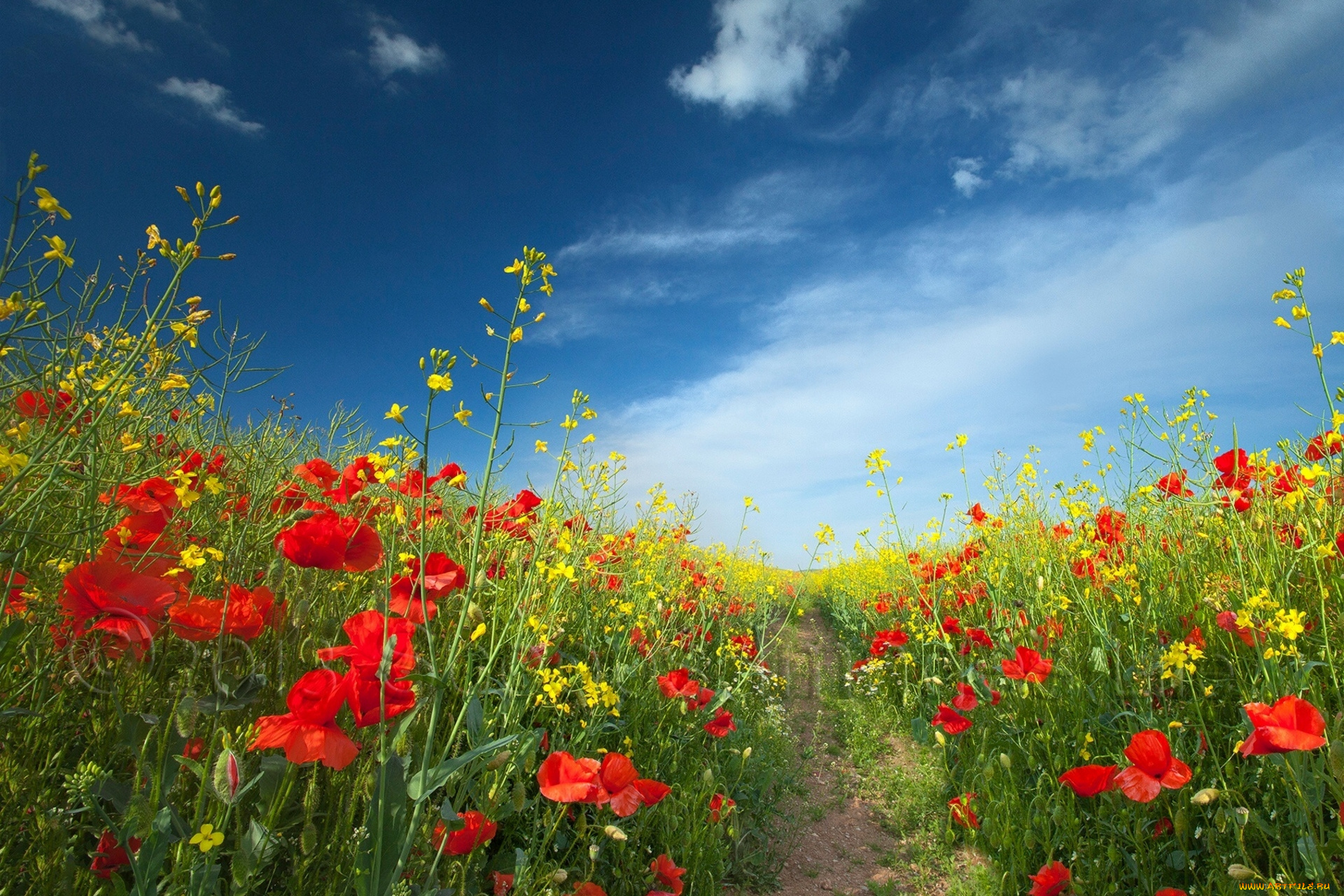 цветы, луговые, полевые, маки, сурепка, тропинка