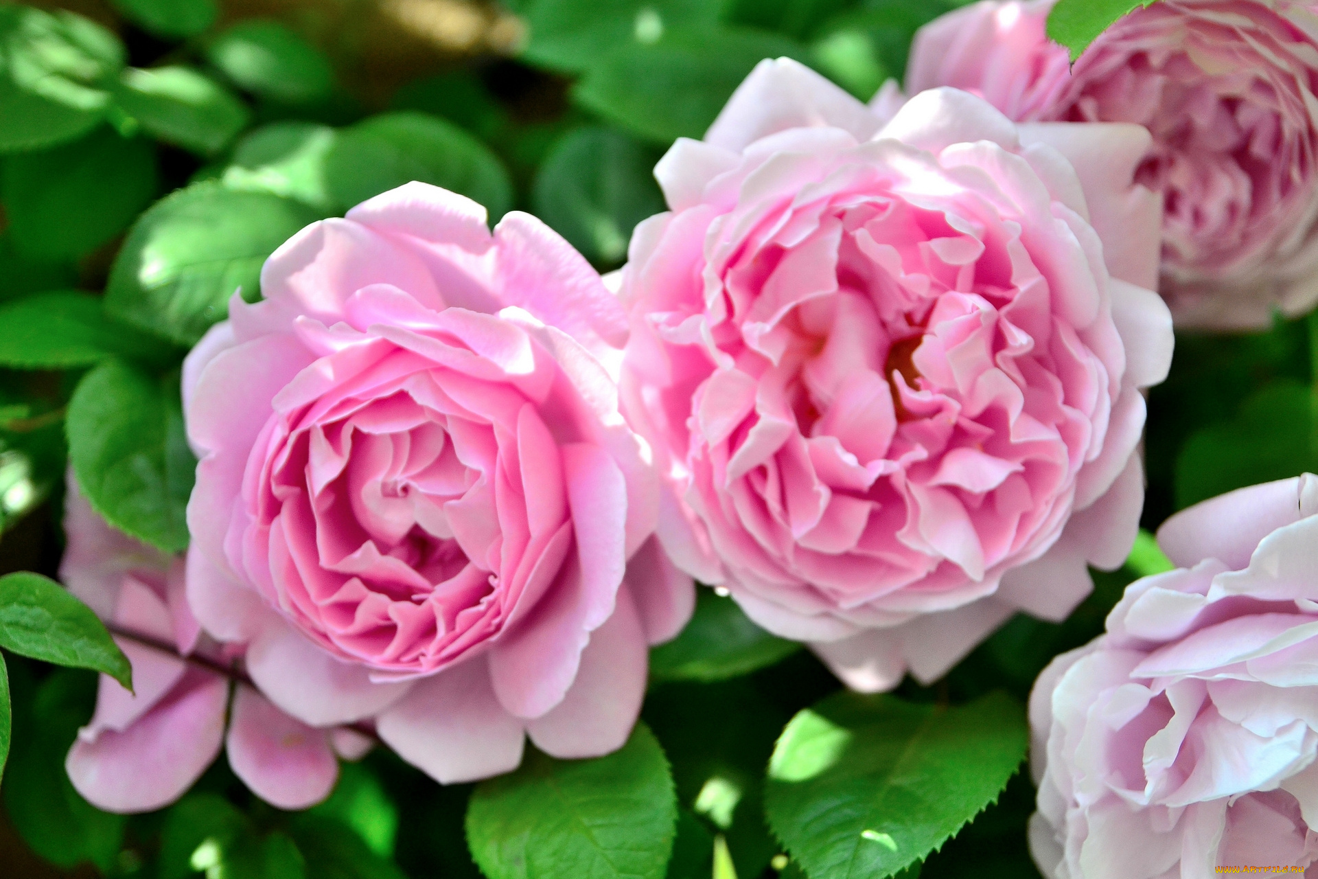 цветы, розы, макро