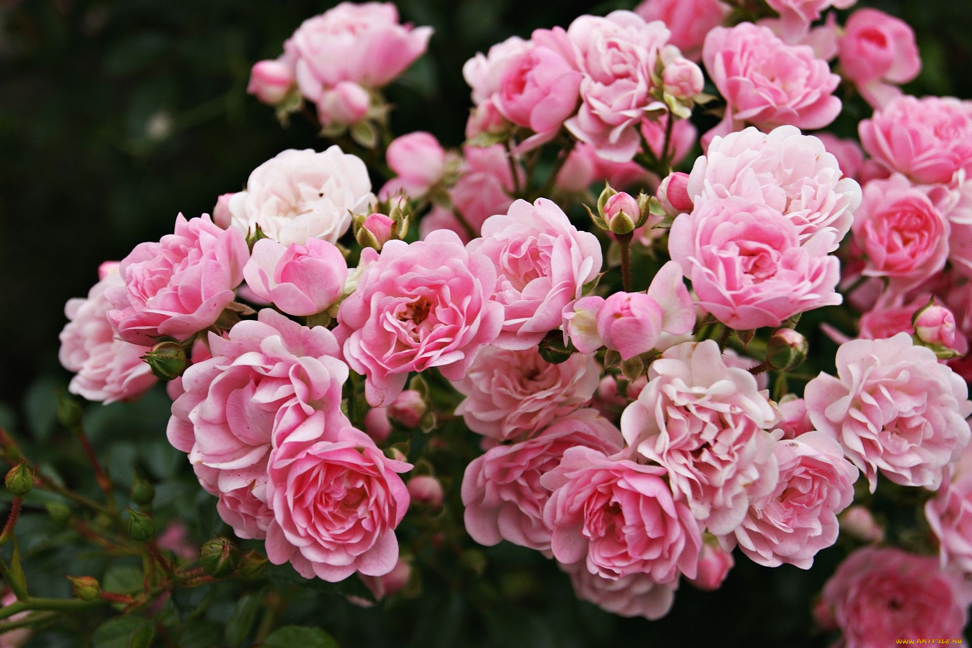 цветы, розы, розовый