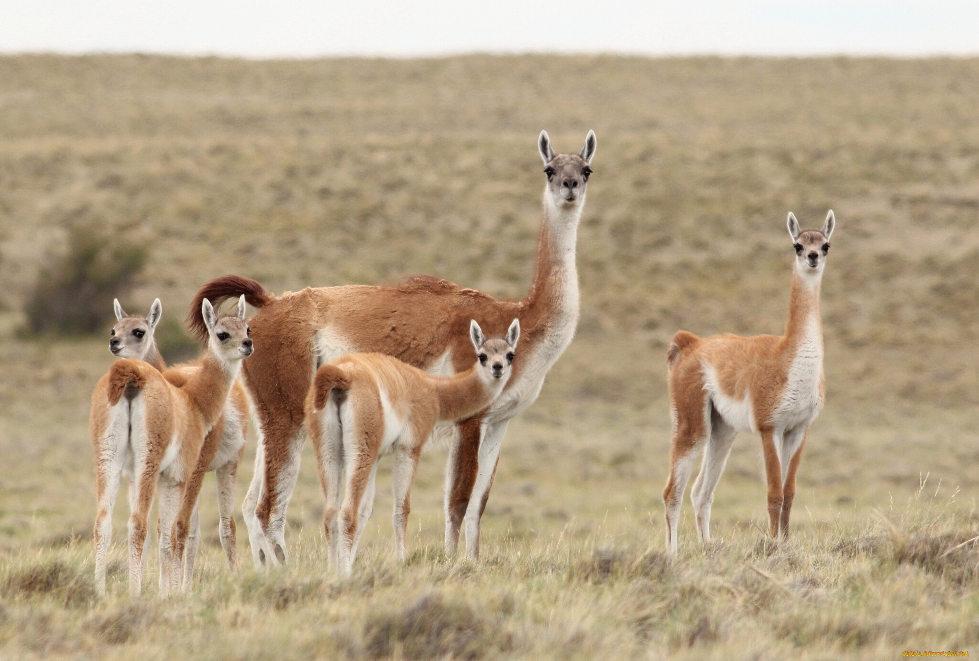 животные, ламы, семейка, гуанако, степь