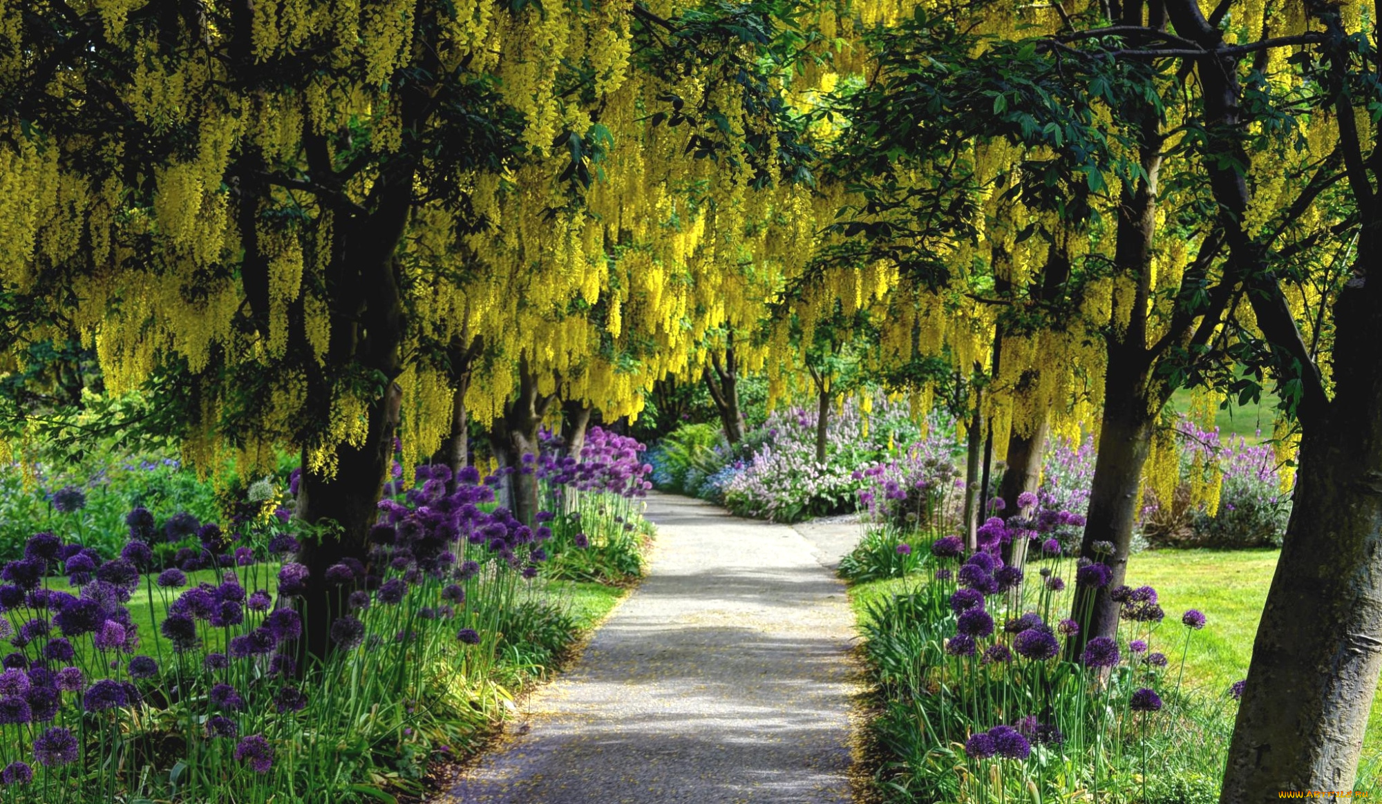 цветы, разные, вместе, глициния, аллиум