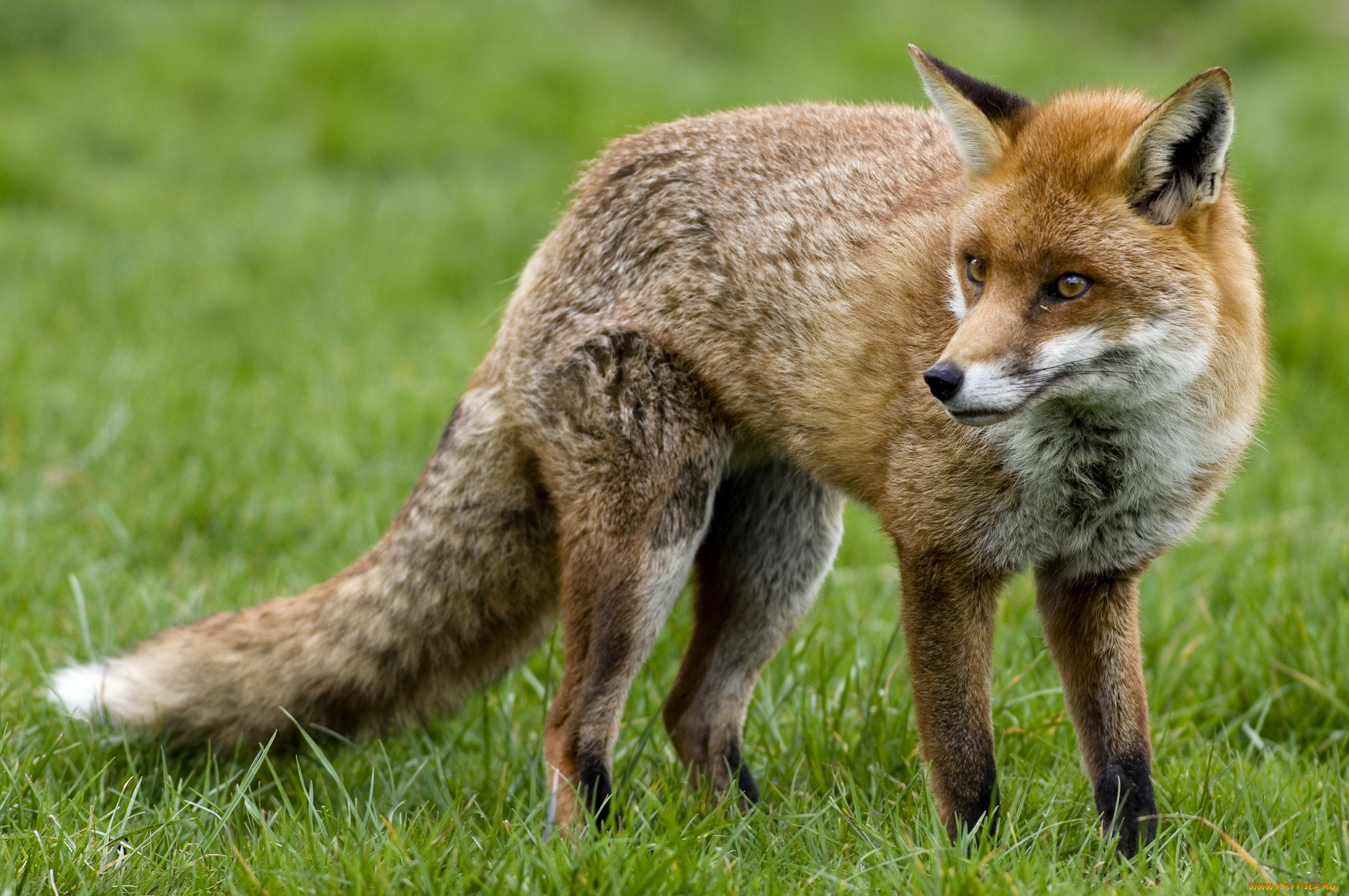 животные, лисы, рыжая