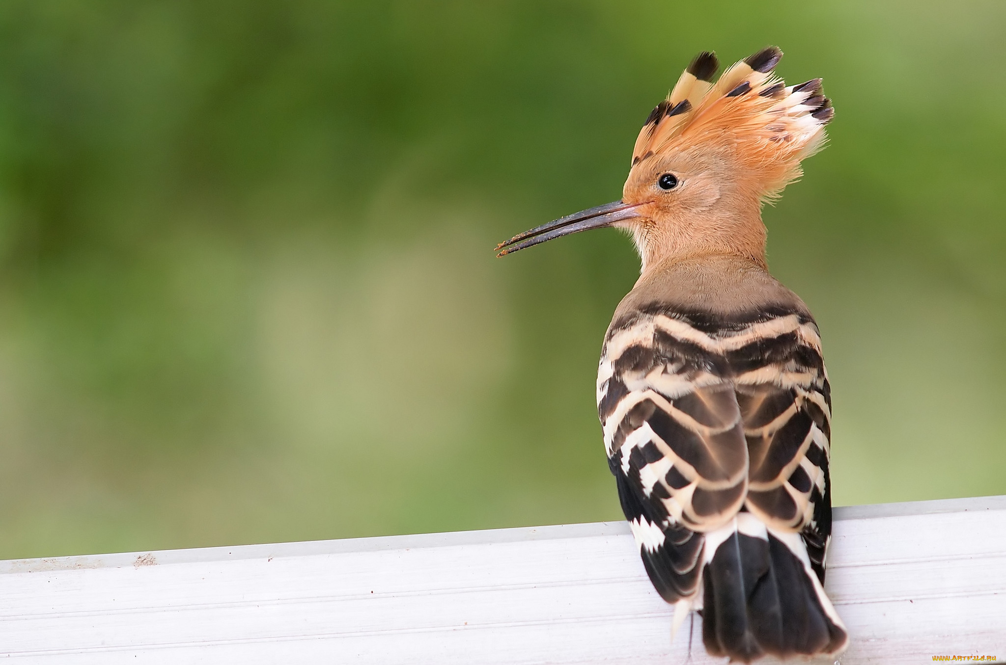 животные, удоды, хохолок