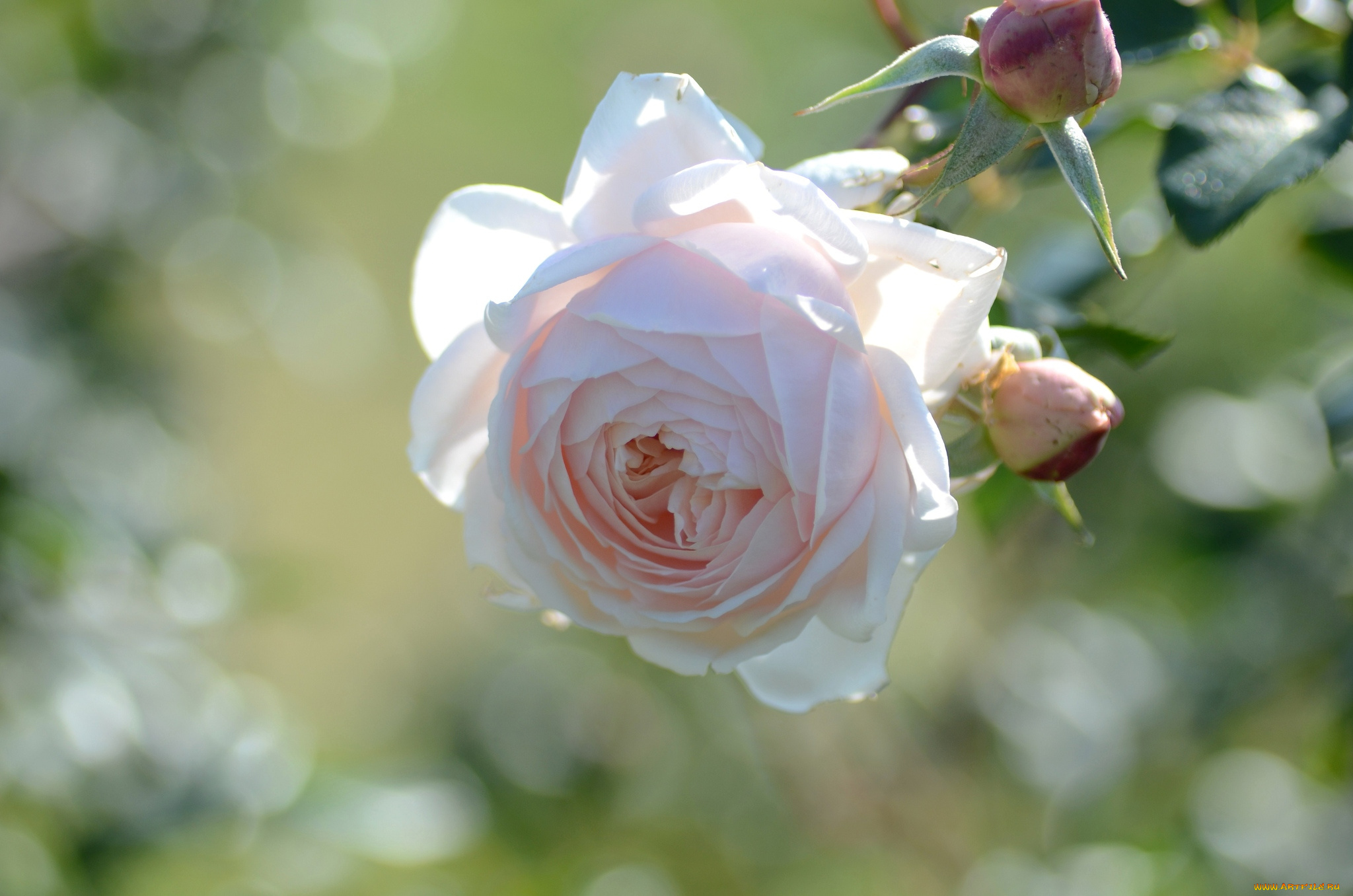 цветы, розы, кремовый