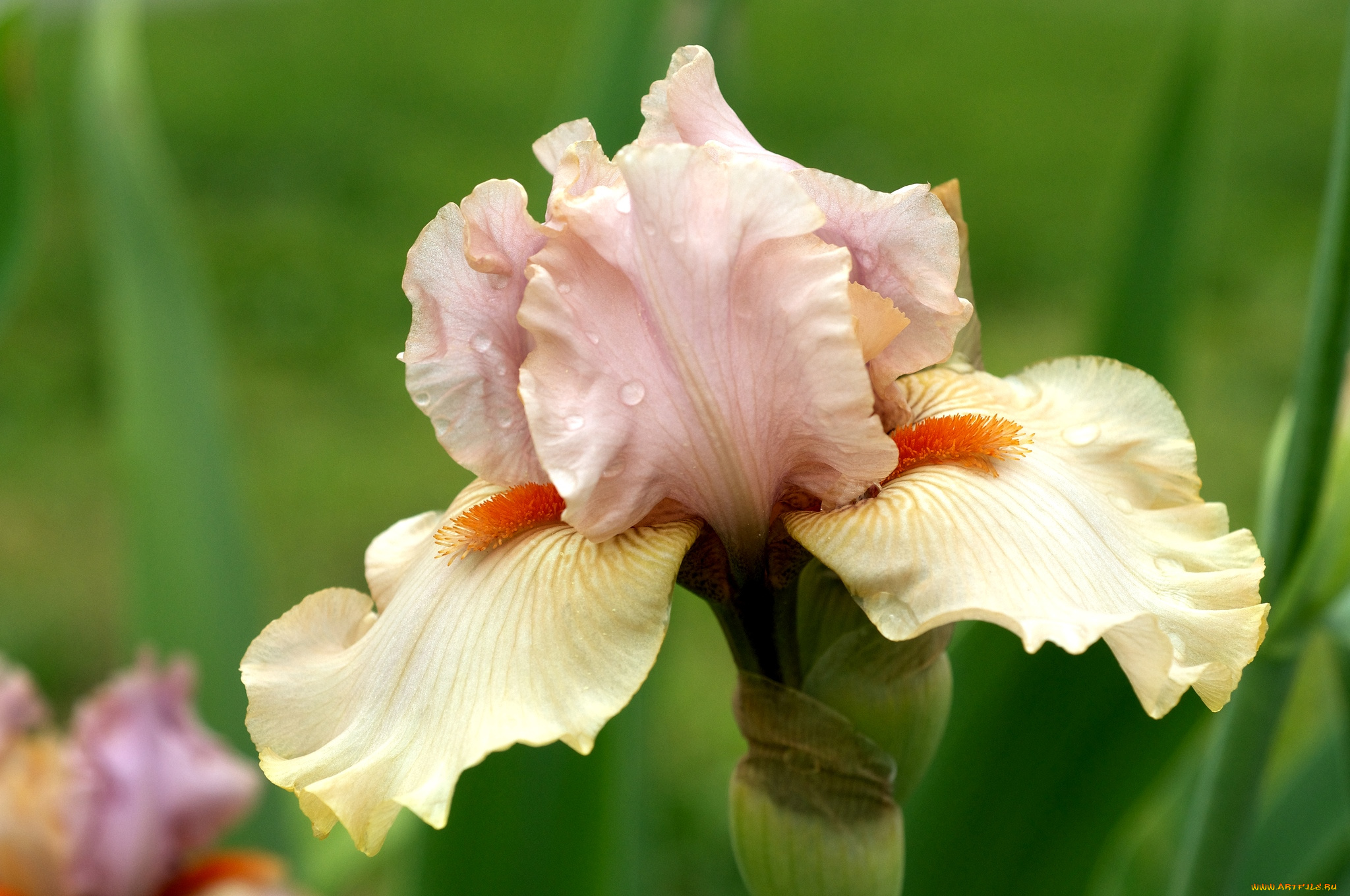 цветы, ирисы, кремовый