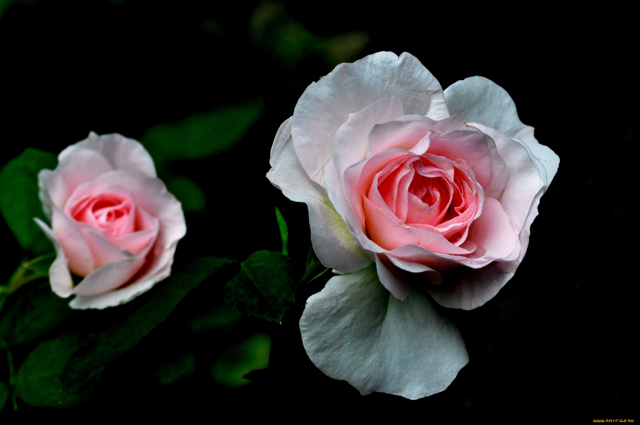 цветы, розы, бутоны