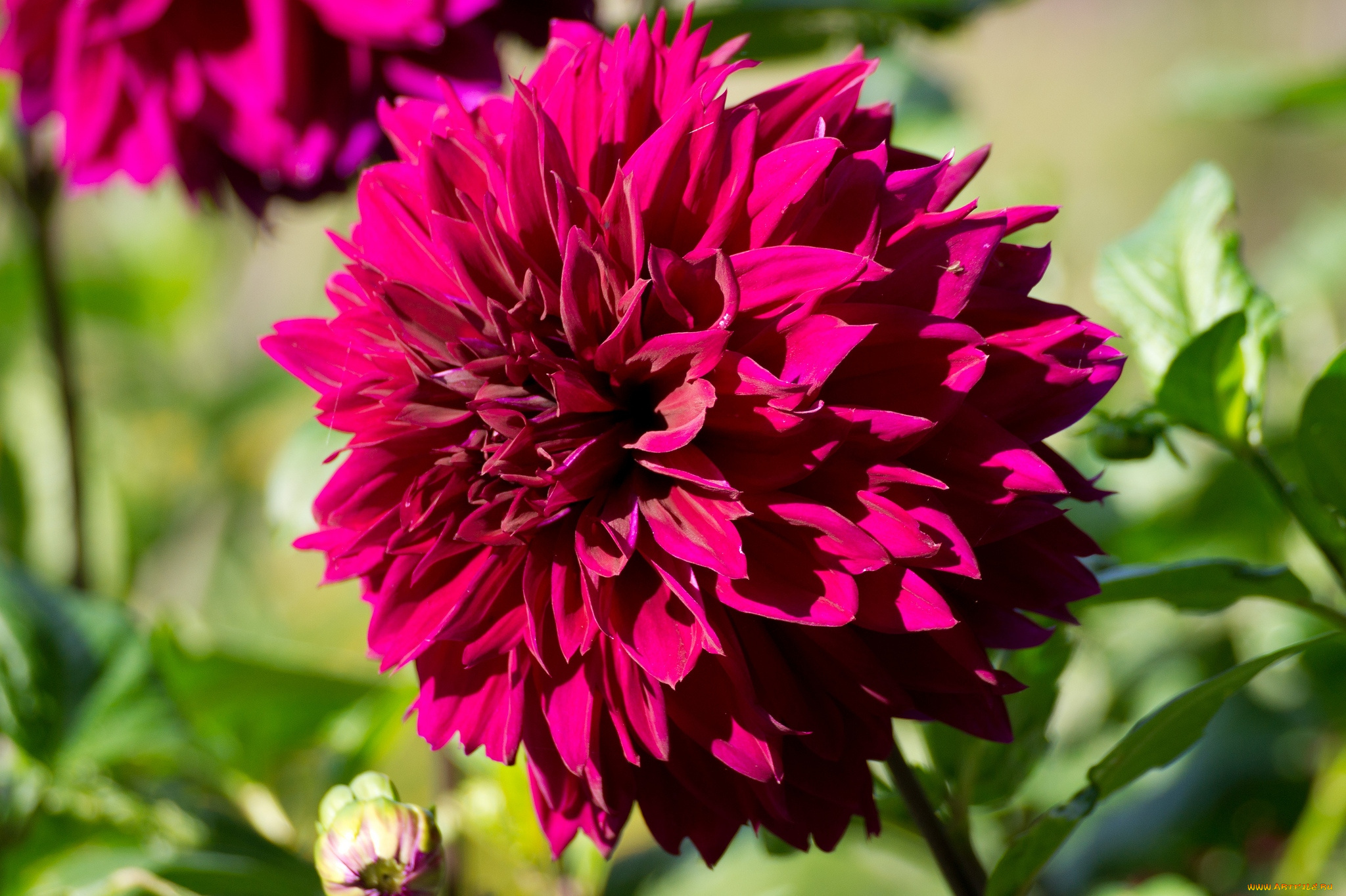 цветы, георгины, пышный