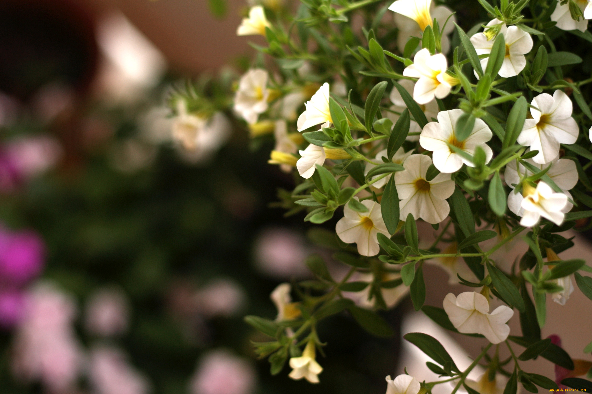 цветы, петунии, калибрахоа