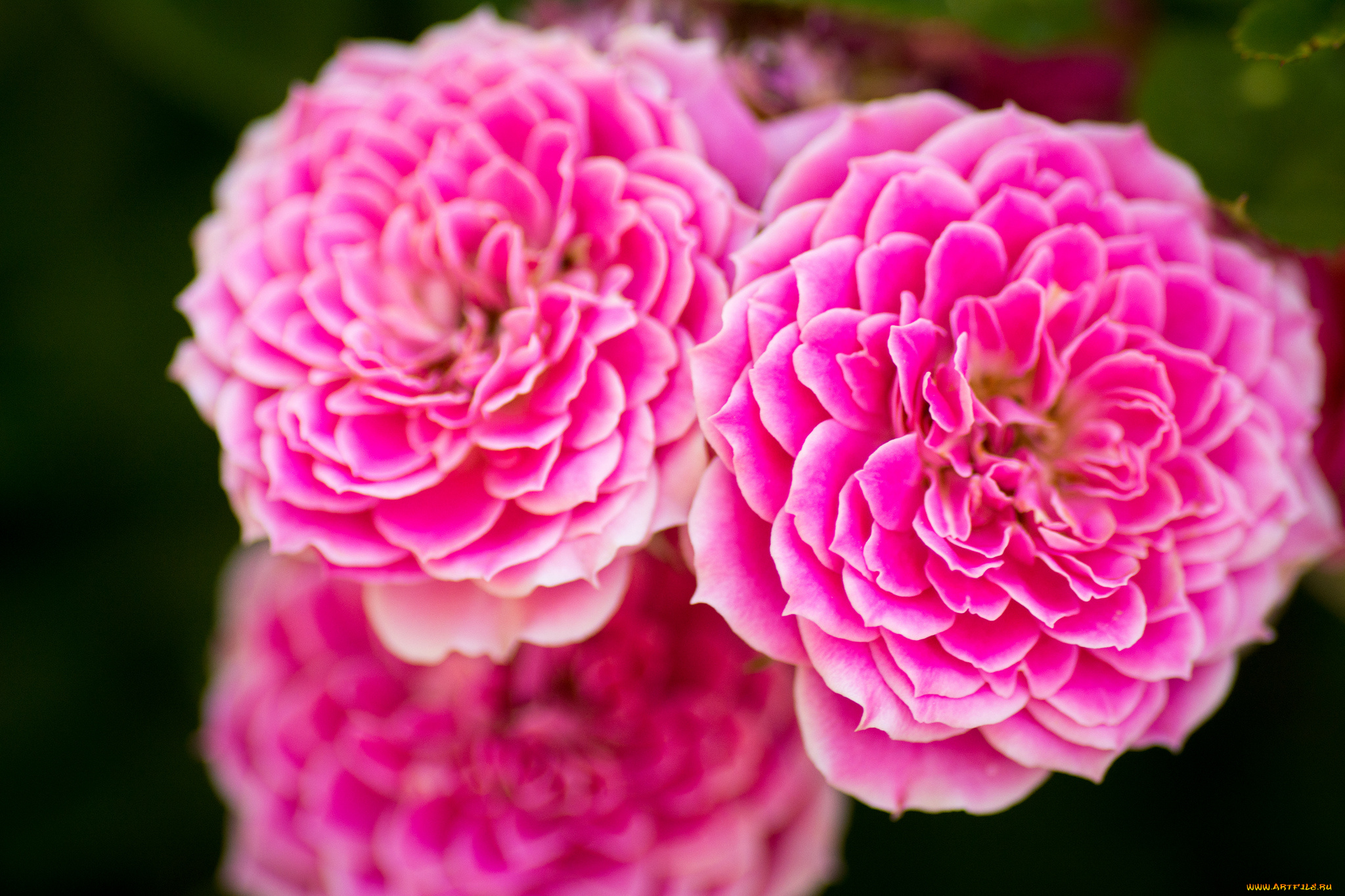 цветы, розы, розовый