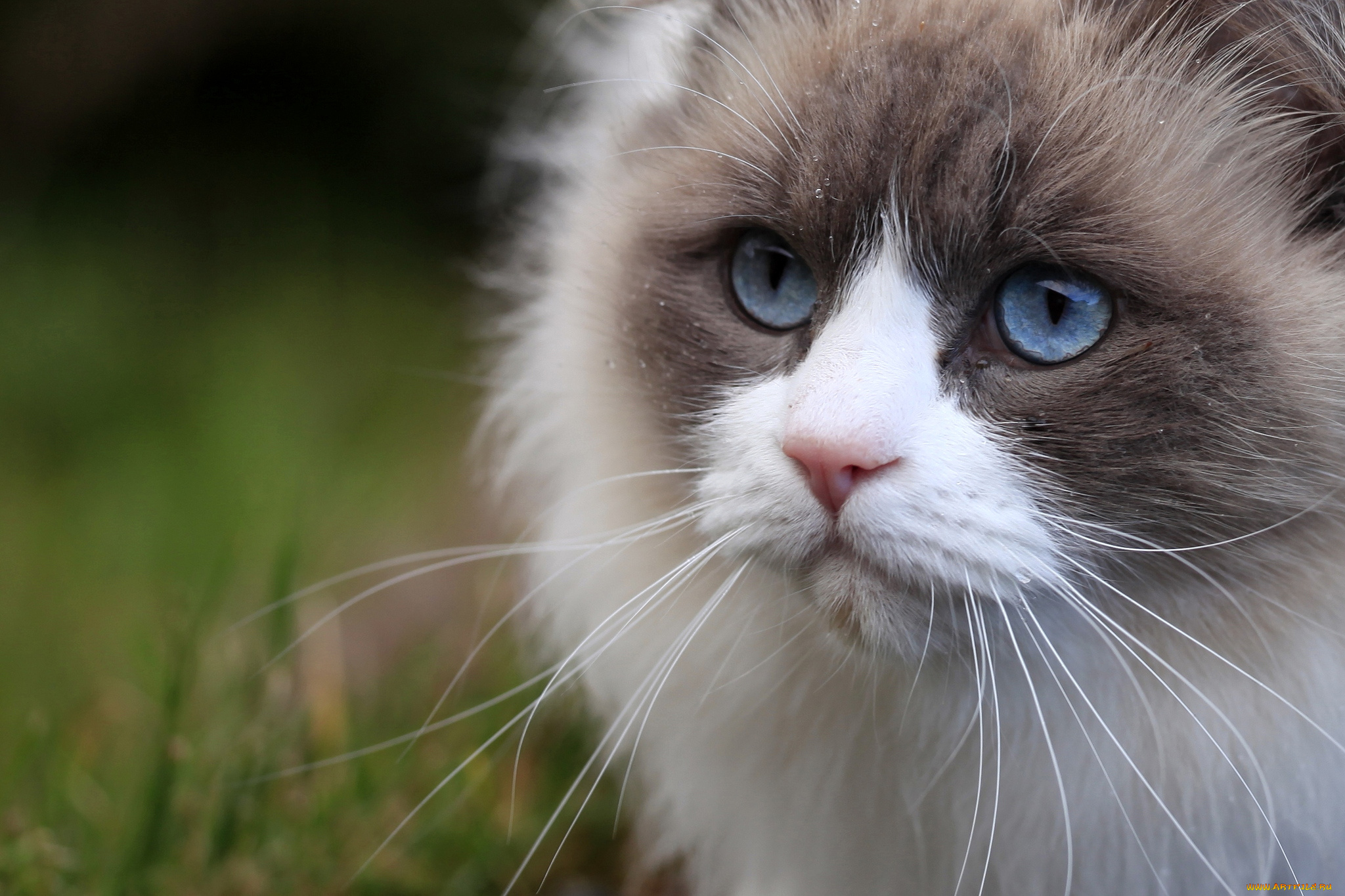 животные, коты, глаза