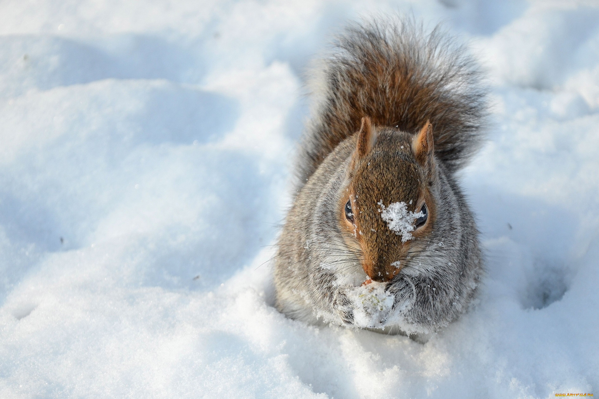 животные, белки, снег