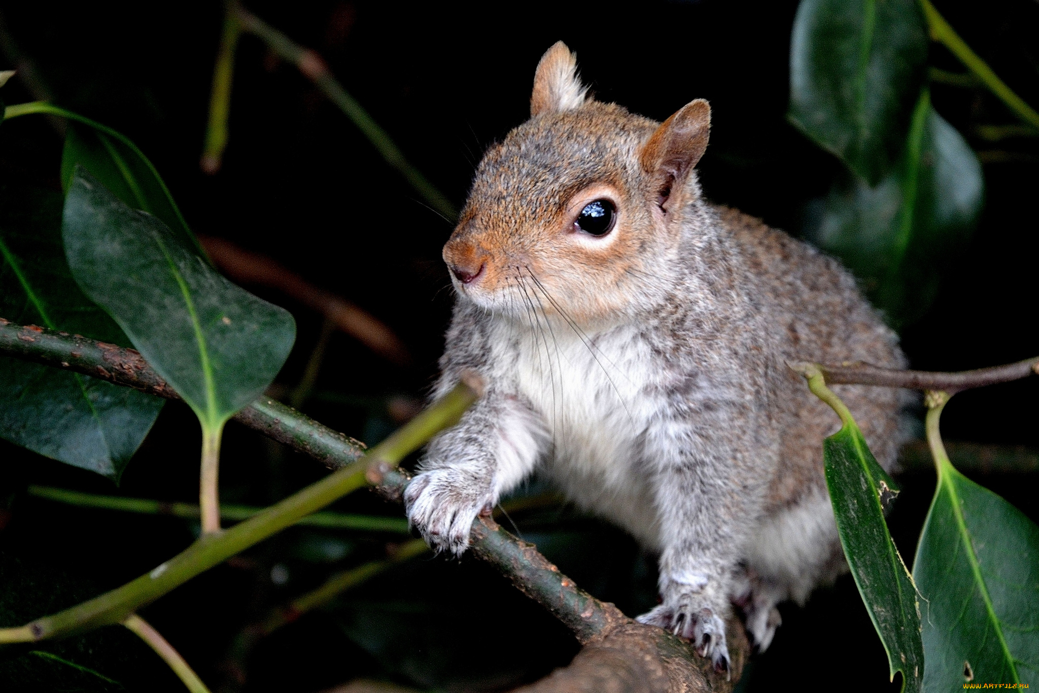 животные, белки, ветки, листья