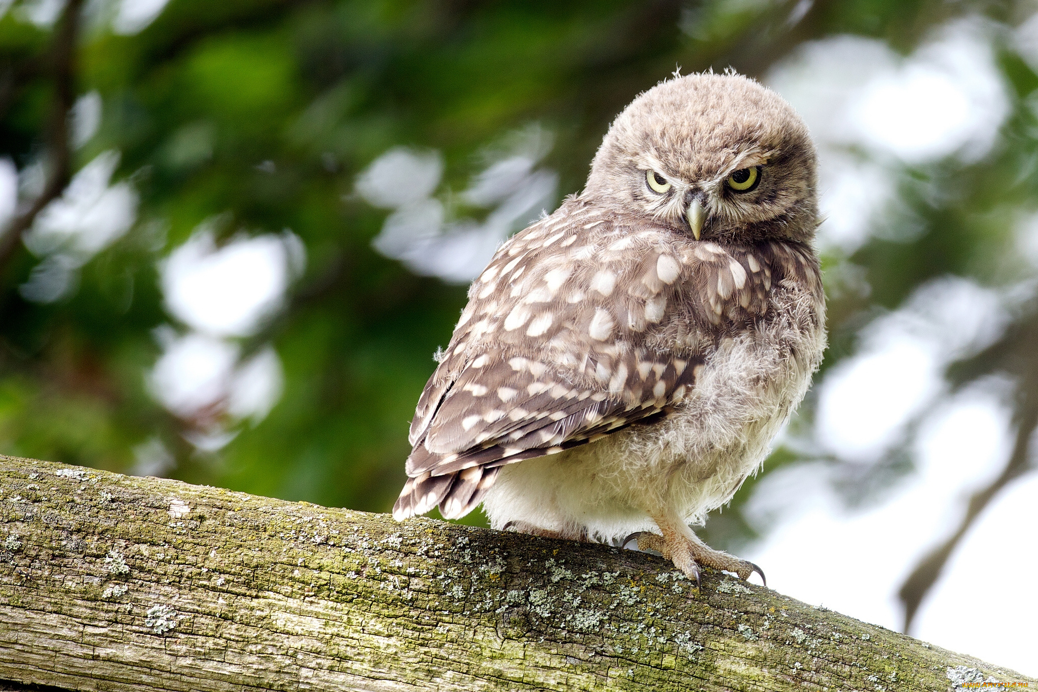 животные, совы, сыч, птенец, бревно