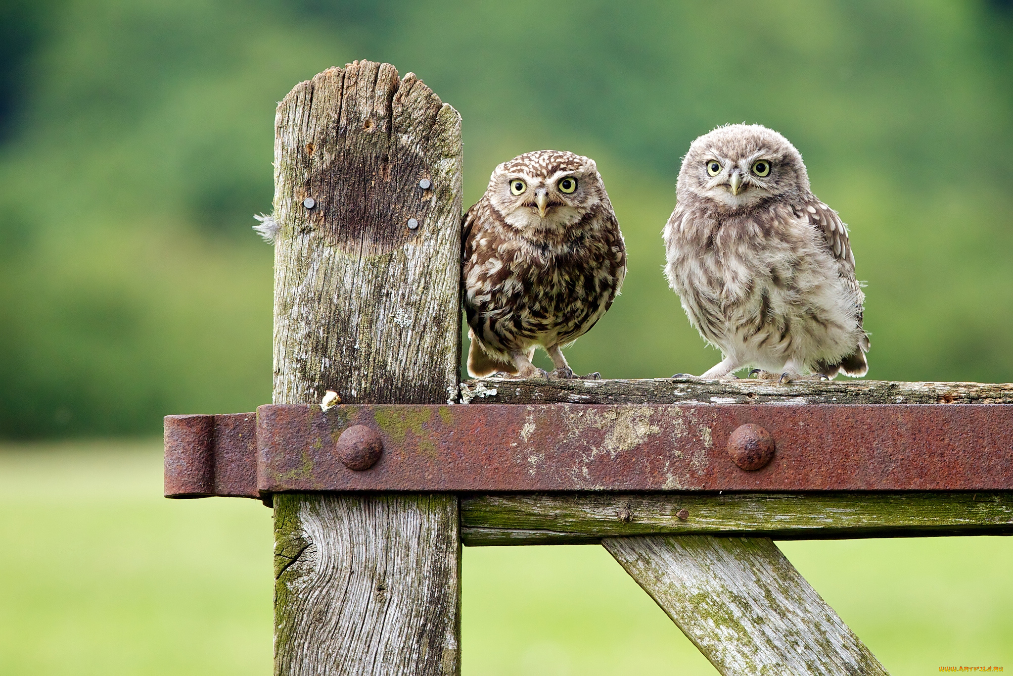 животные, совы, сычи