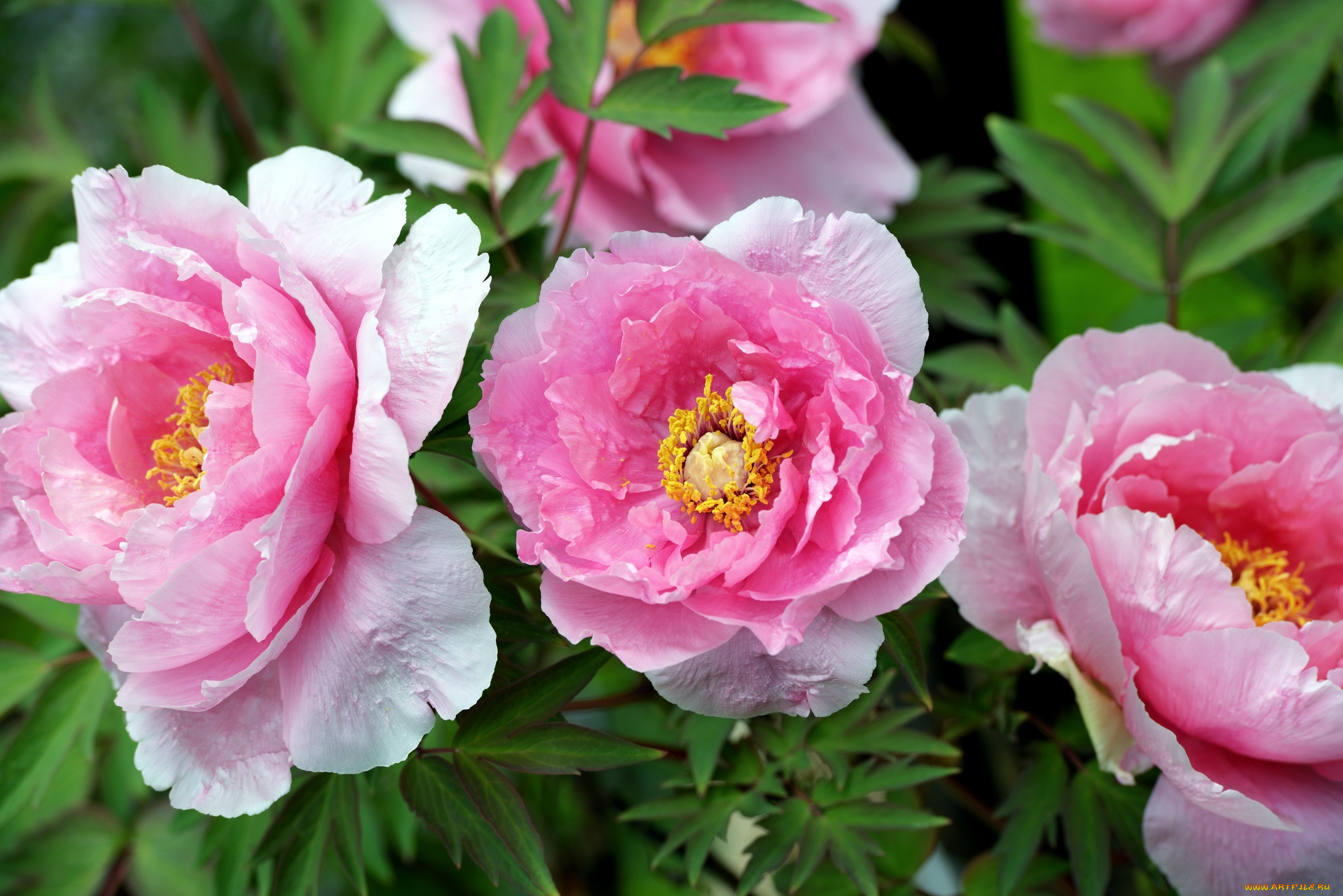 цветы, пионы, розовый