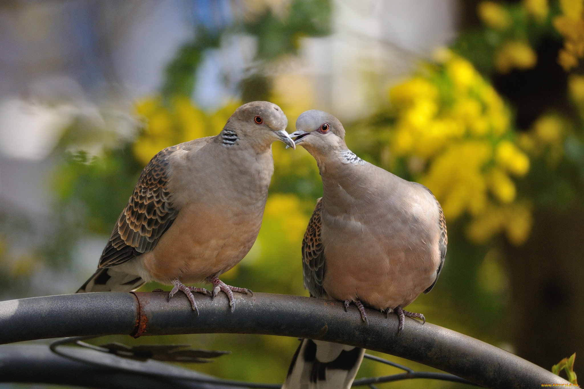 животные, голуби, горлицы, голубки