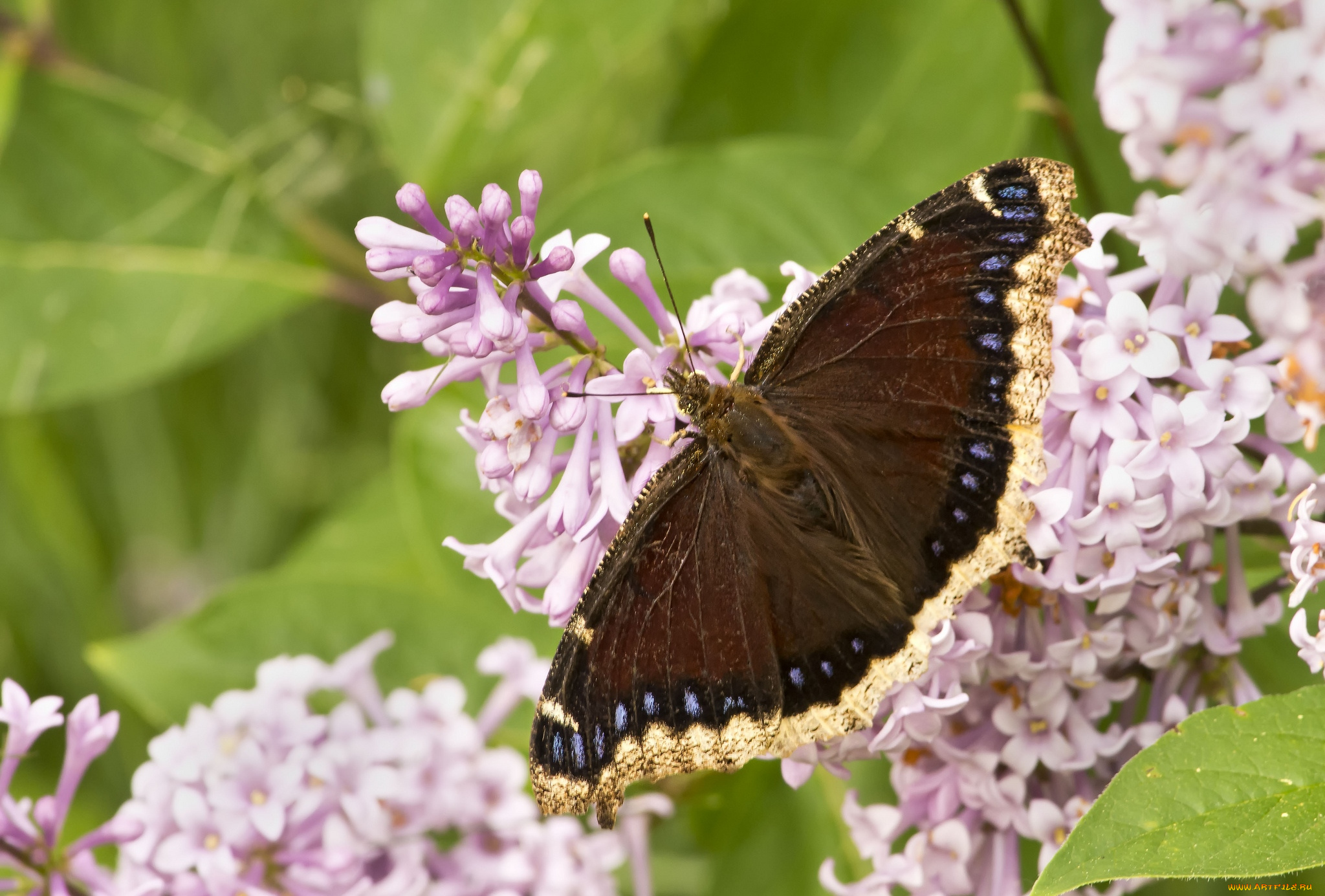 животные, бабочки, сирень, крылья