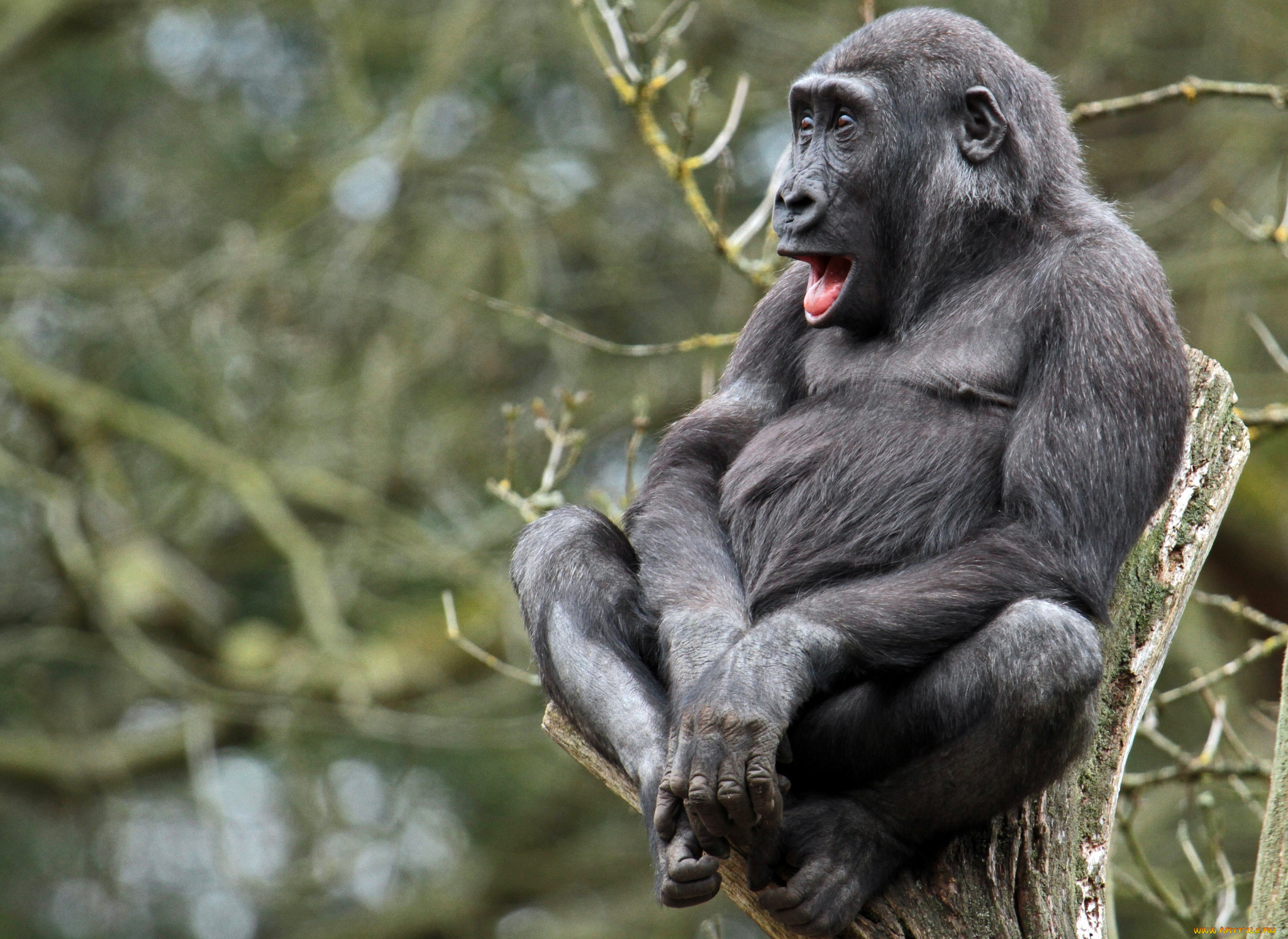 животные, обезьяны, горилла, умора, гримаса