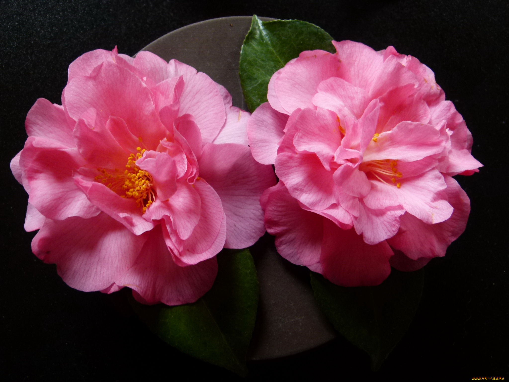 цветы, камелии, камелия