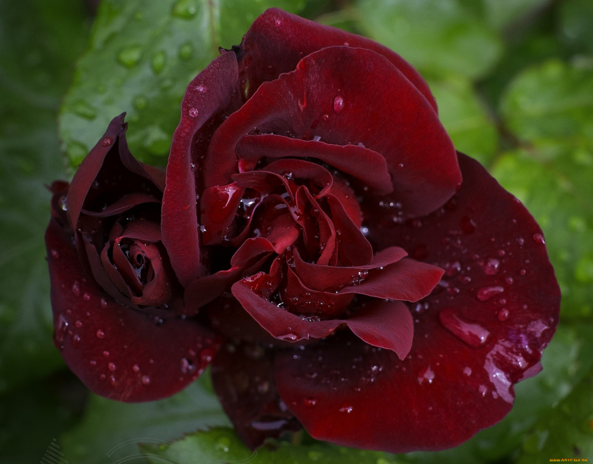 цветы, розы, макро, капли, лепестки