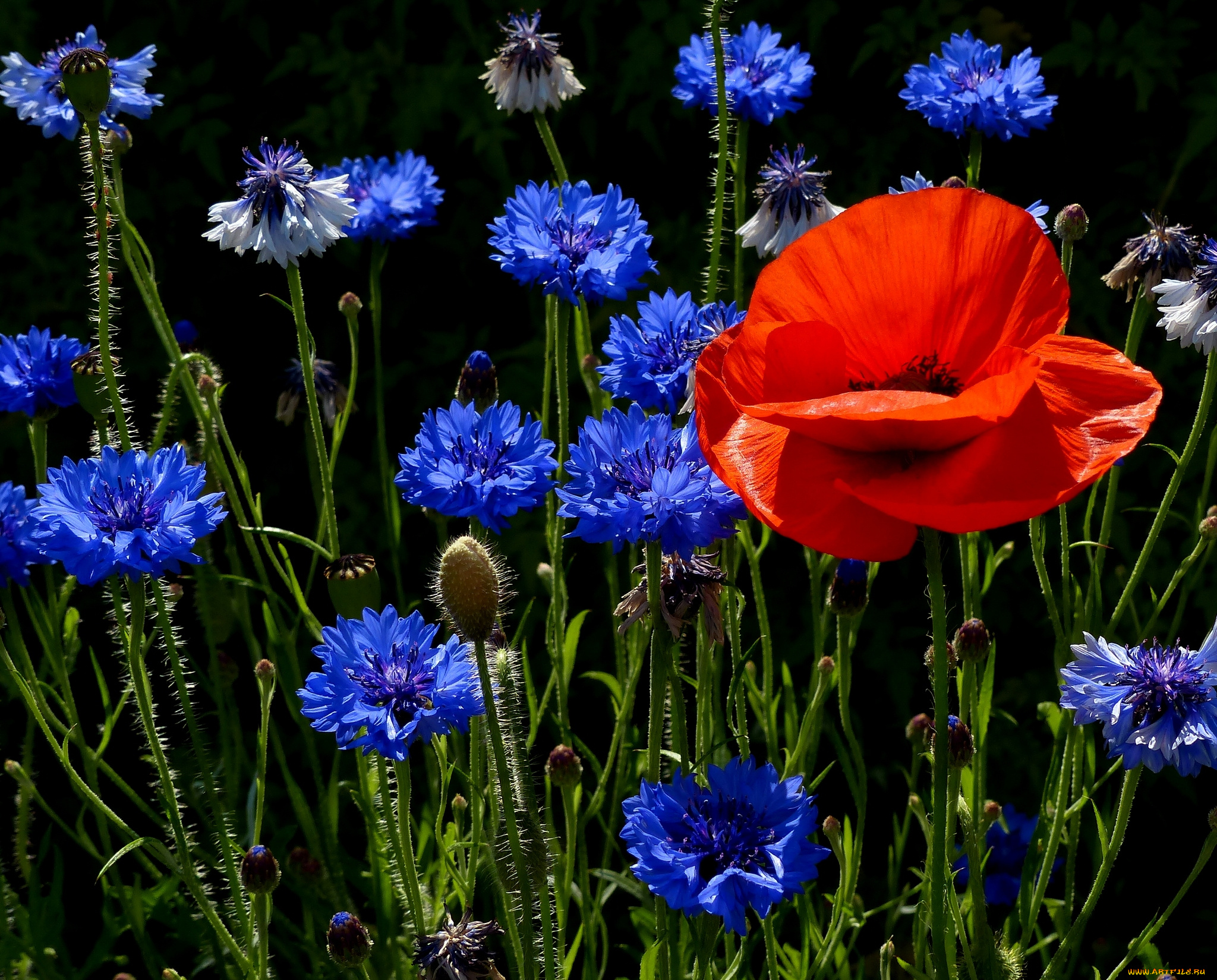 цветы, луговые, полевые, мак, васильки