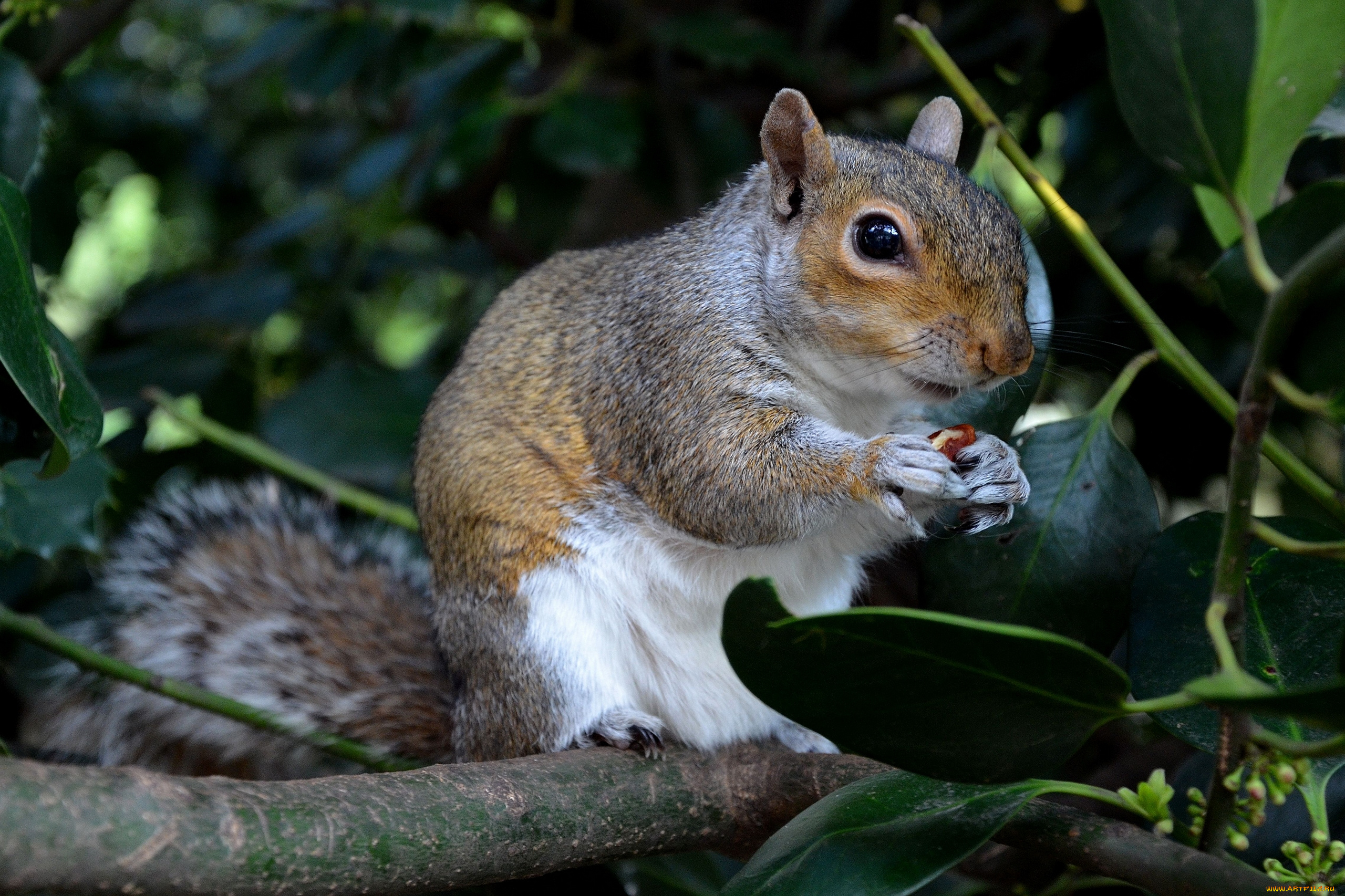 животные, белки, ветка, листья