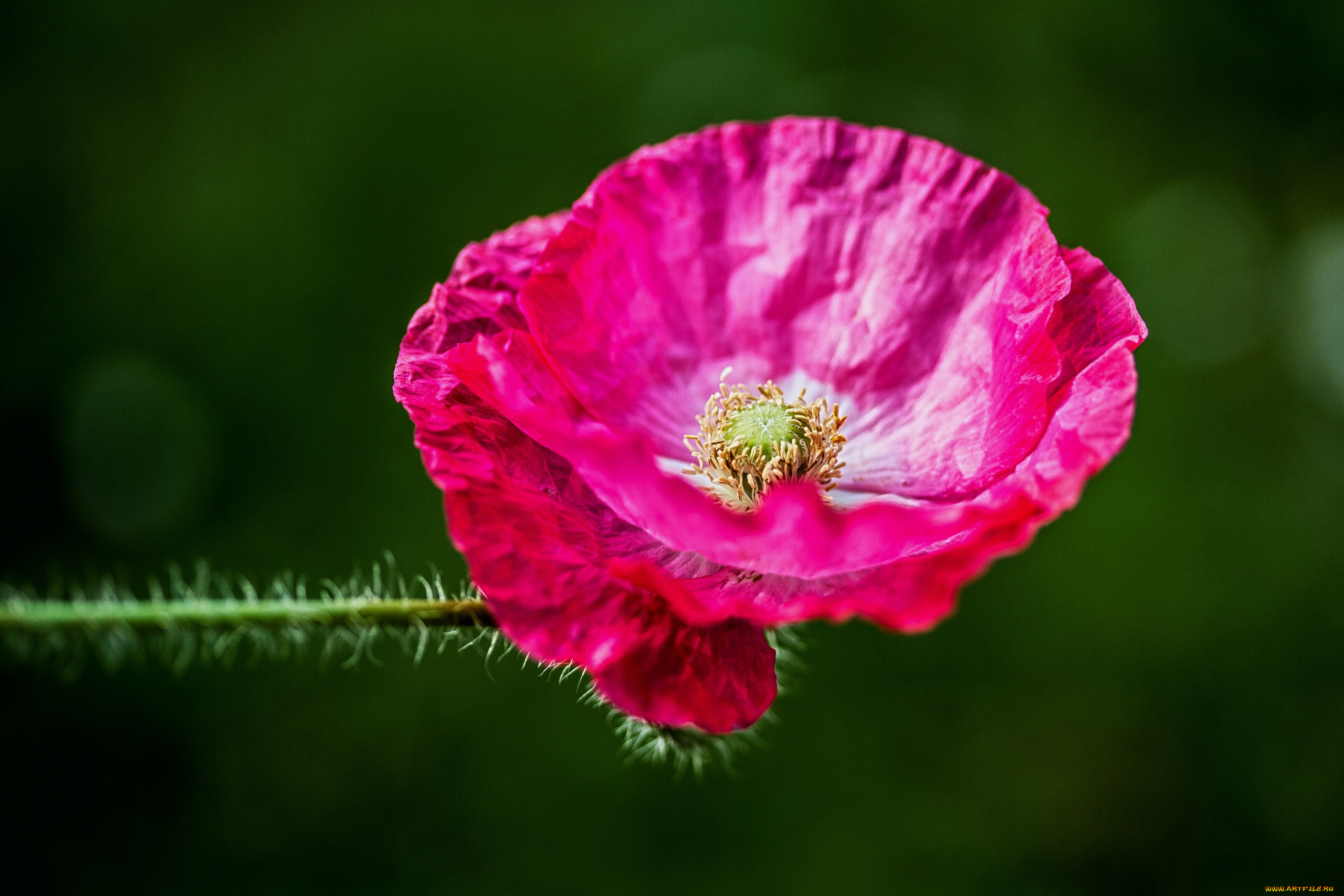 цветы, маки, макро