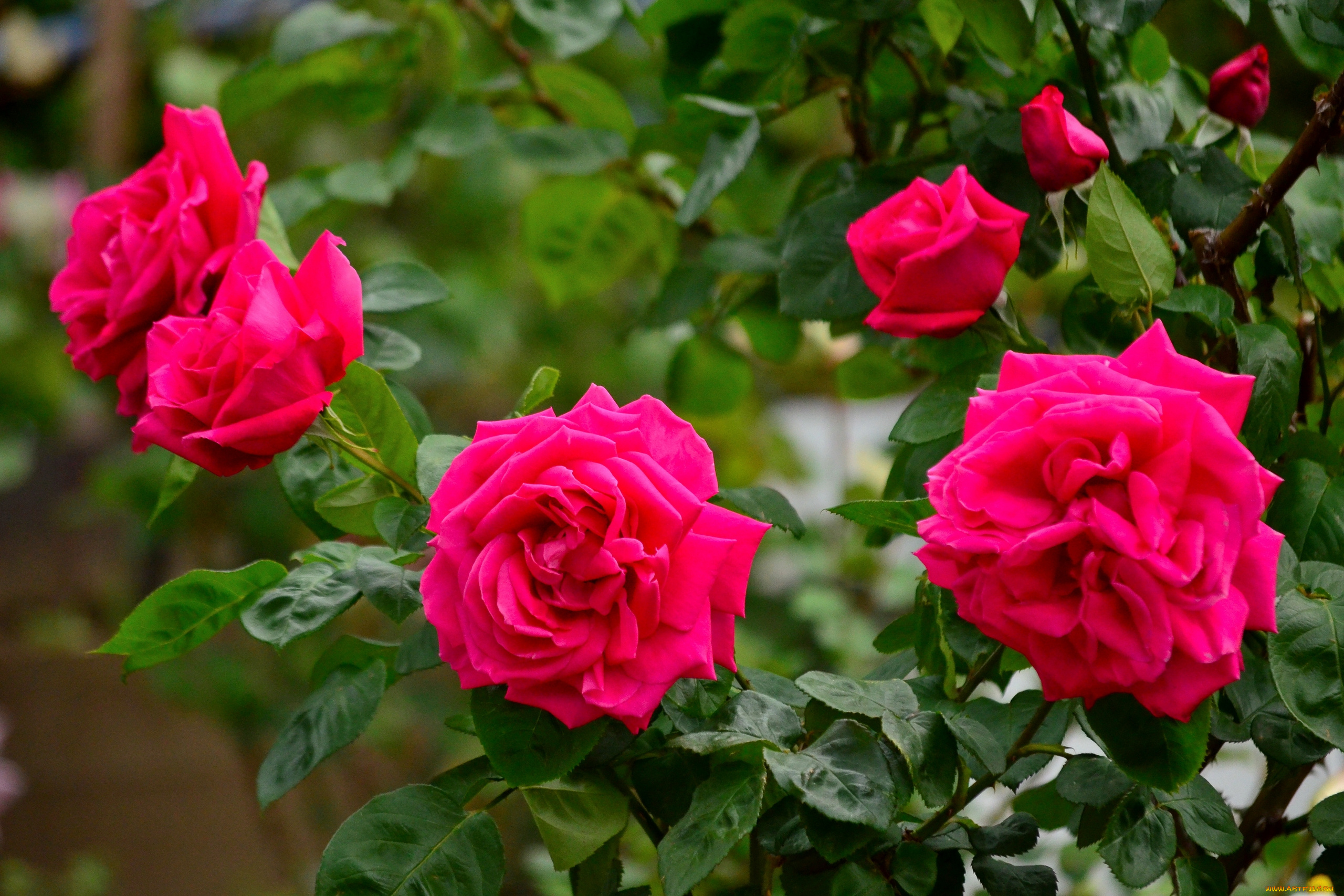 цветы, розы, розовый, куст