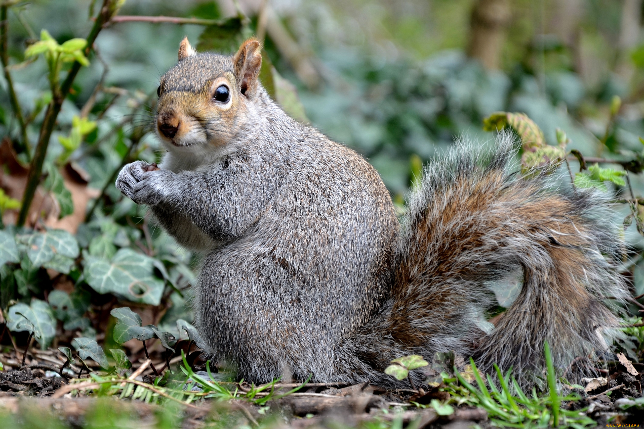 животные, белки, трава