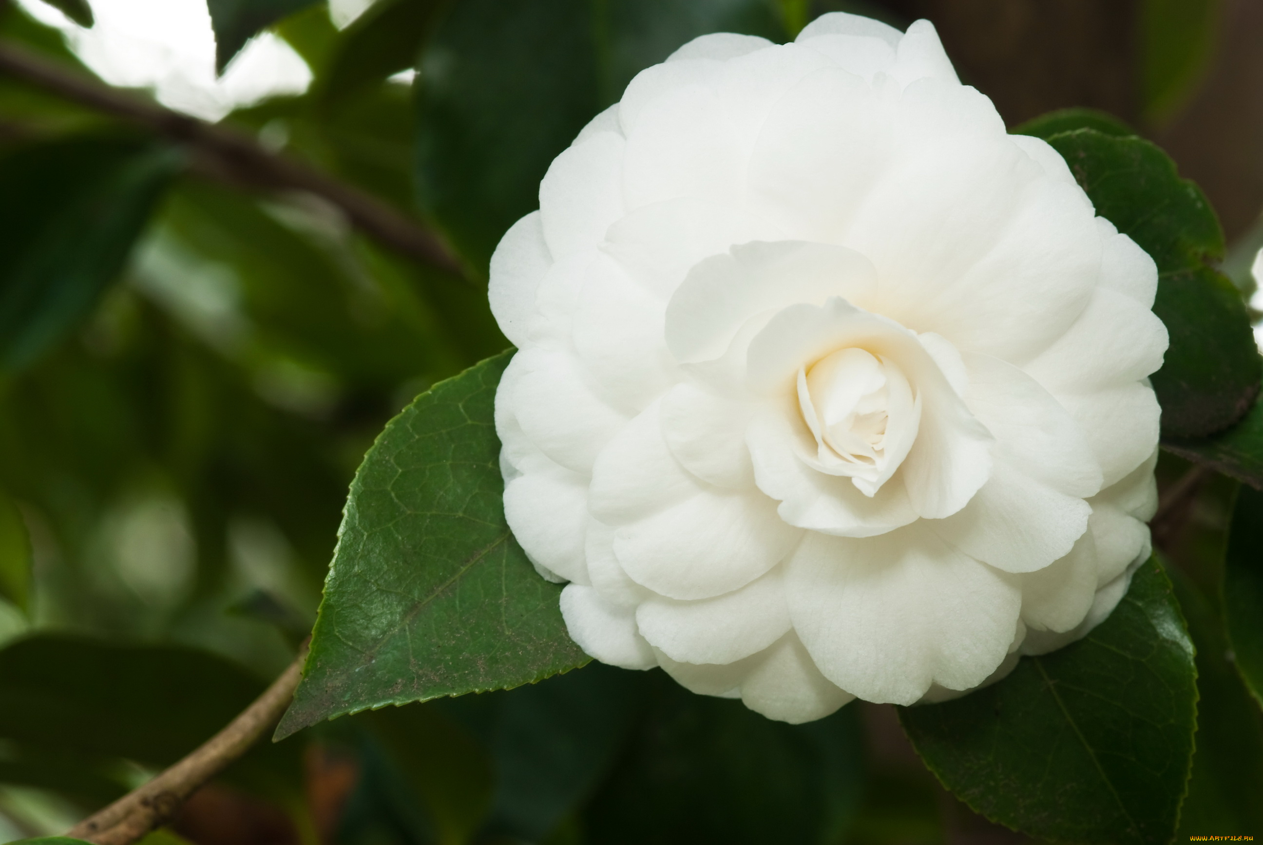 цветы, камелии, камелия