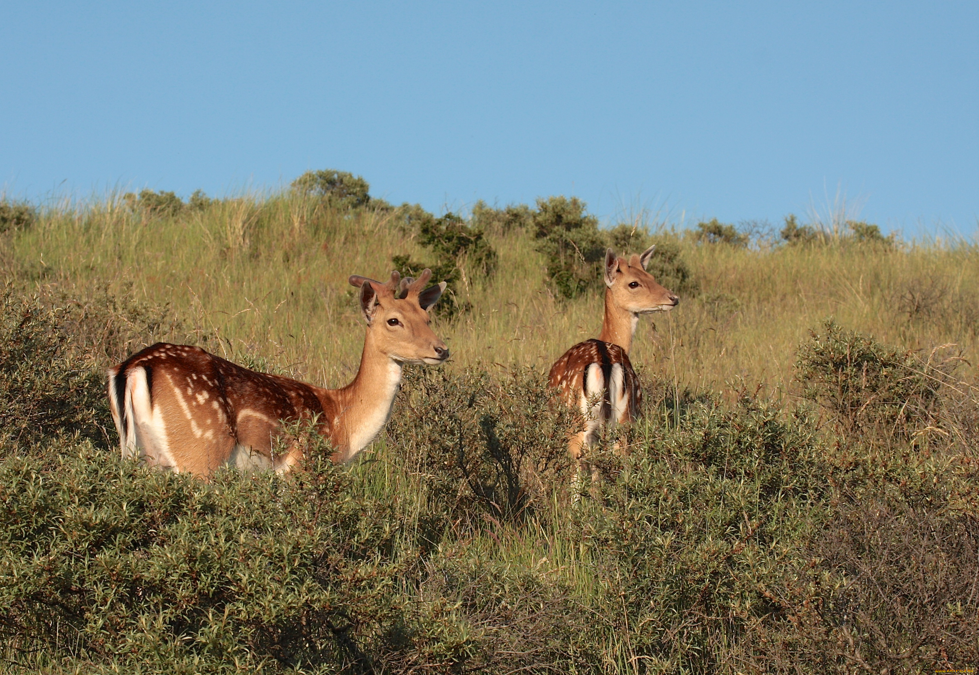 животные, олени, даниэль, лань