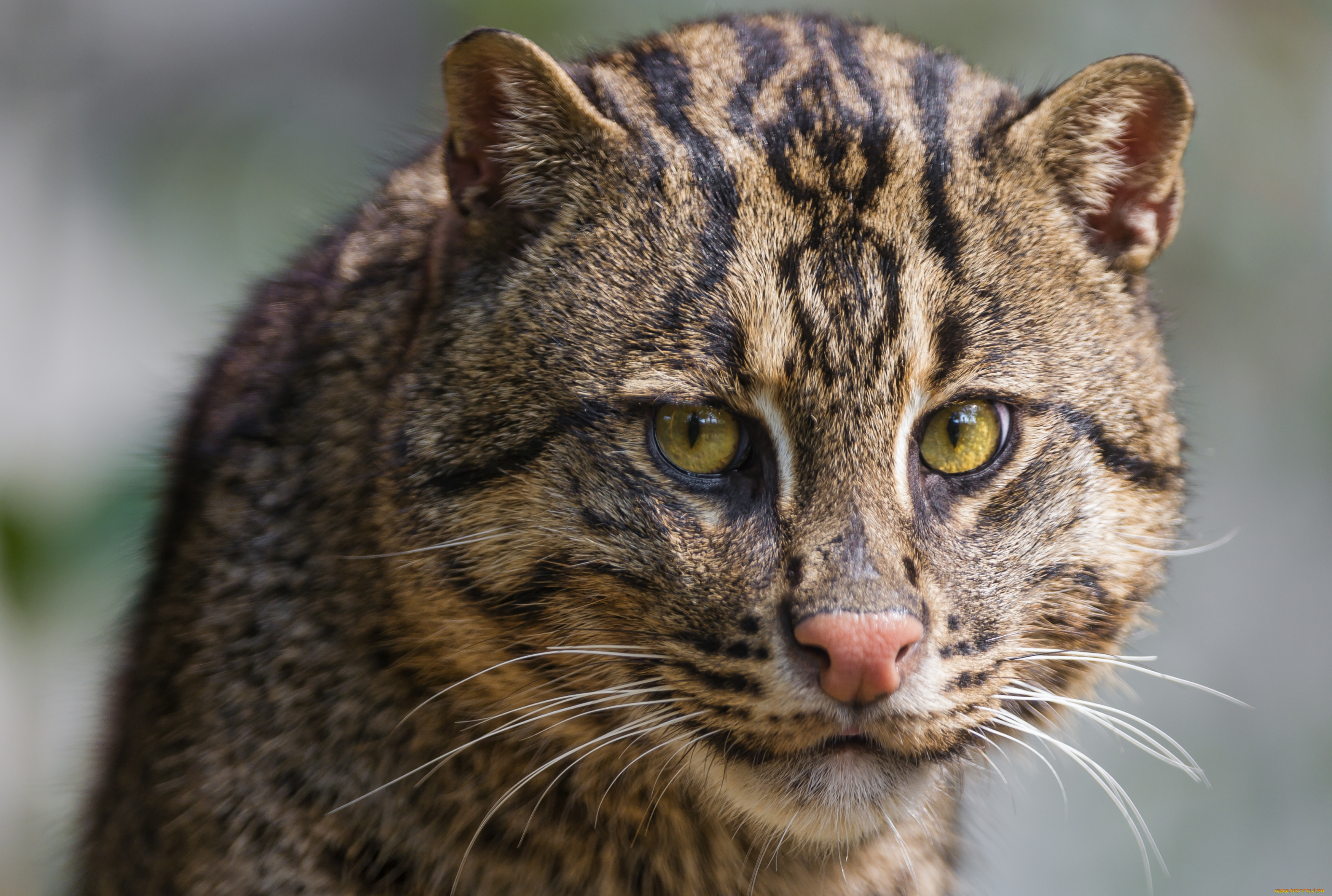 животные, дикие, кошки, кошка-рыболов