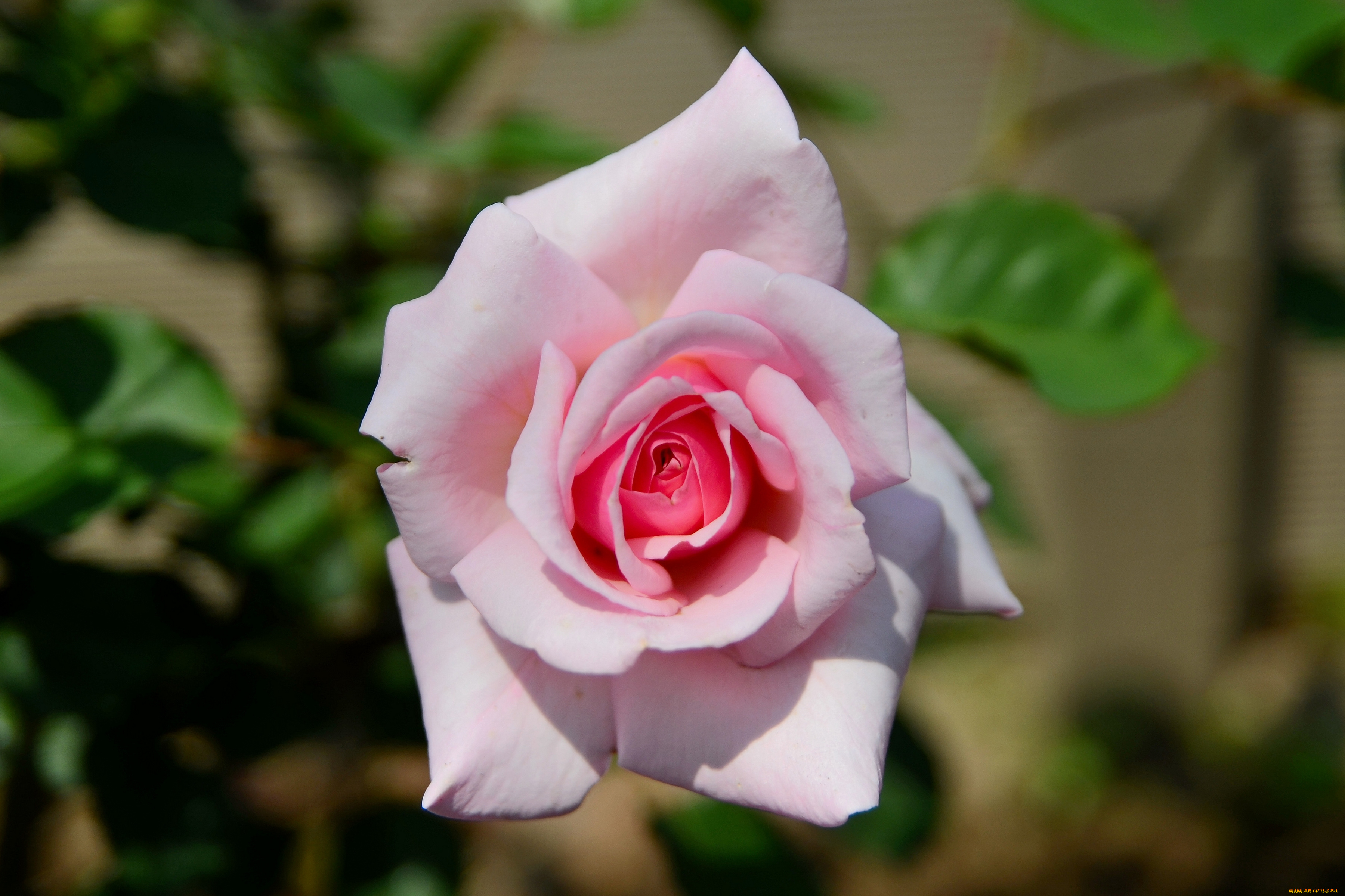 цветы, розы, макро, бутон