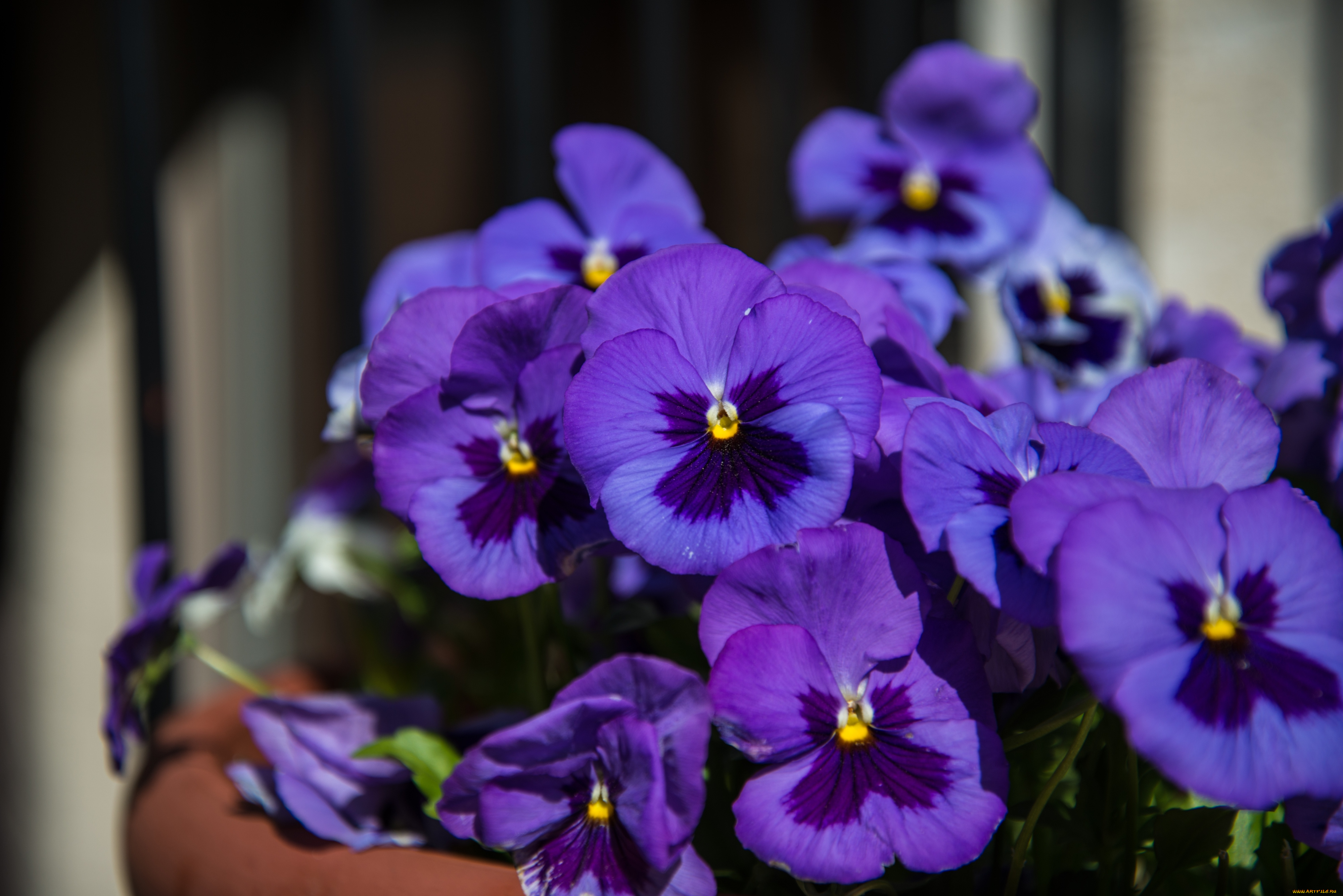 цветы, анютины, глазки, садовые, фиалки, фиолетовый