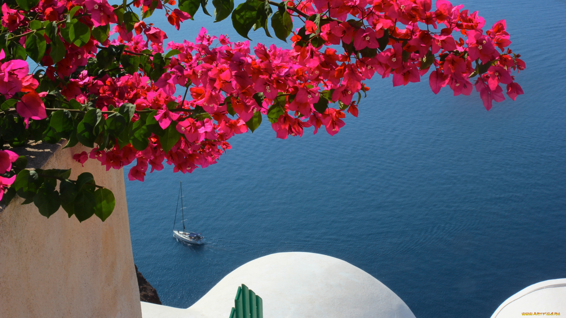 цветы, бугенвиллея, экзотика, море