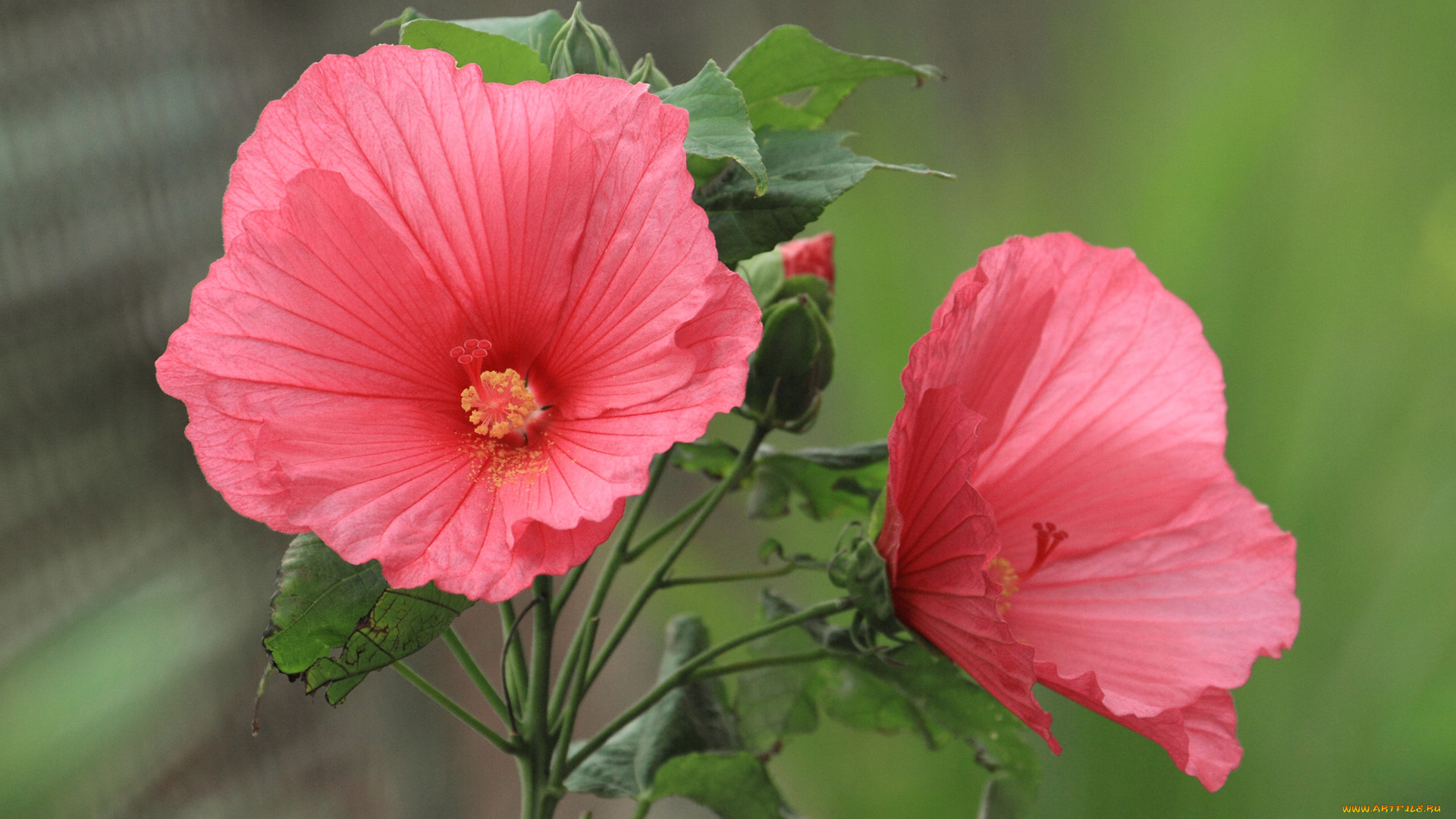 цветы, гибискусы, бутоны