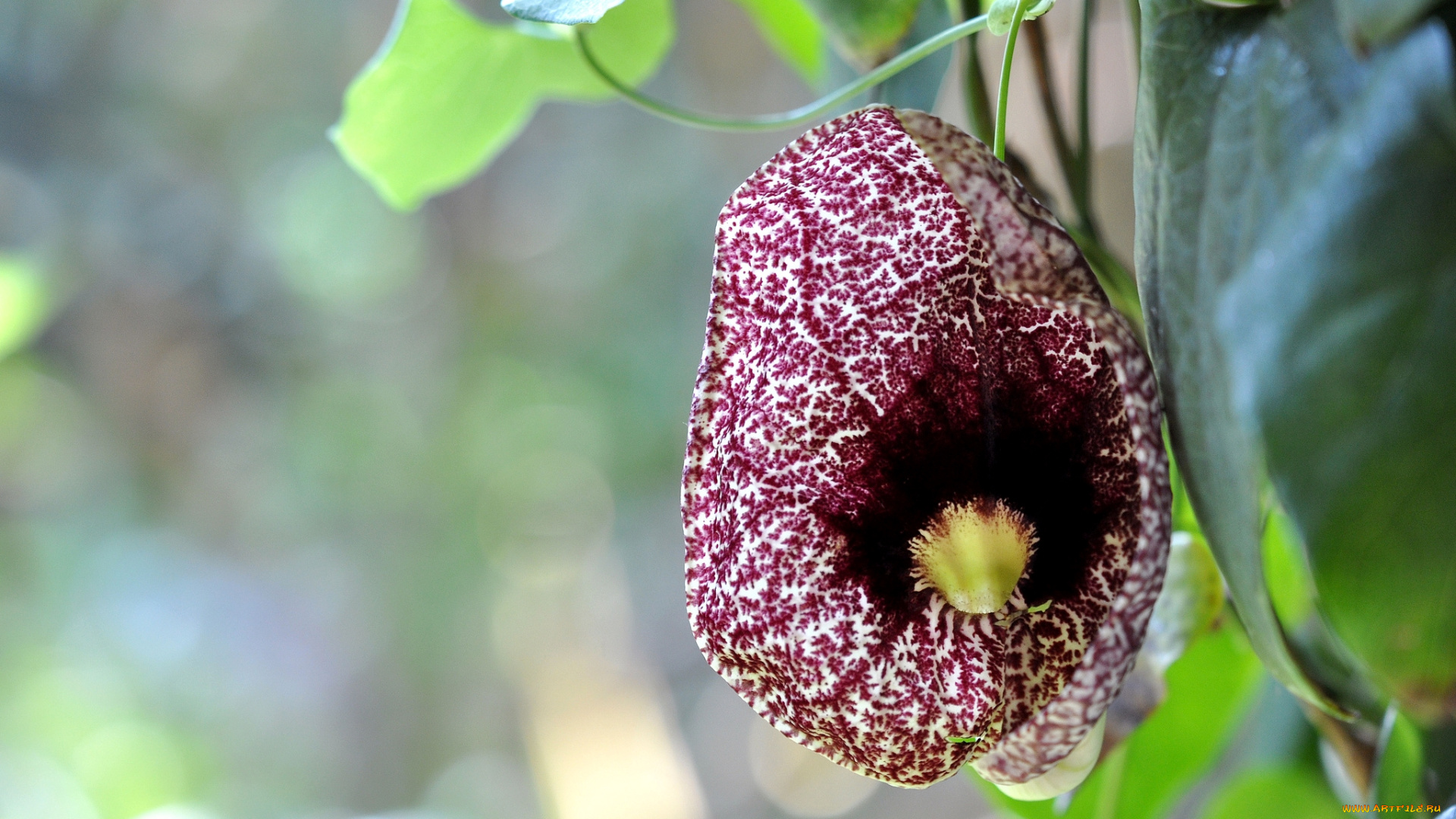 цветы, кирказон, , аристолохия