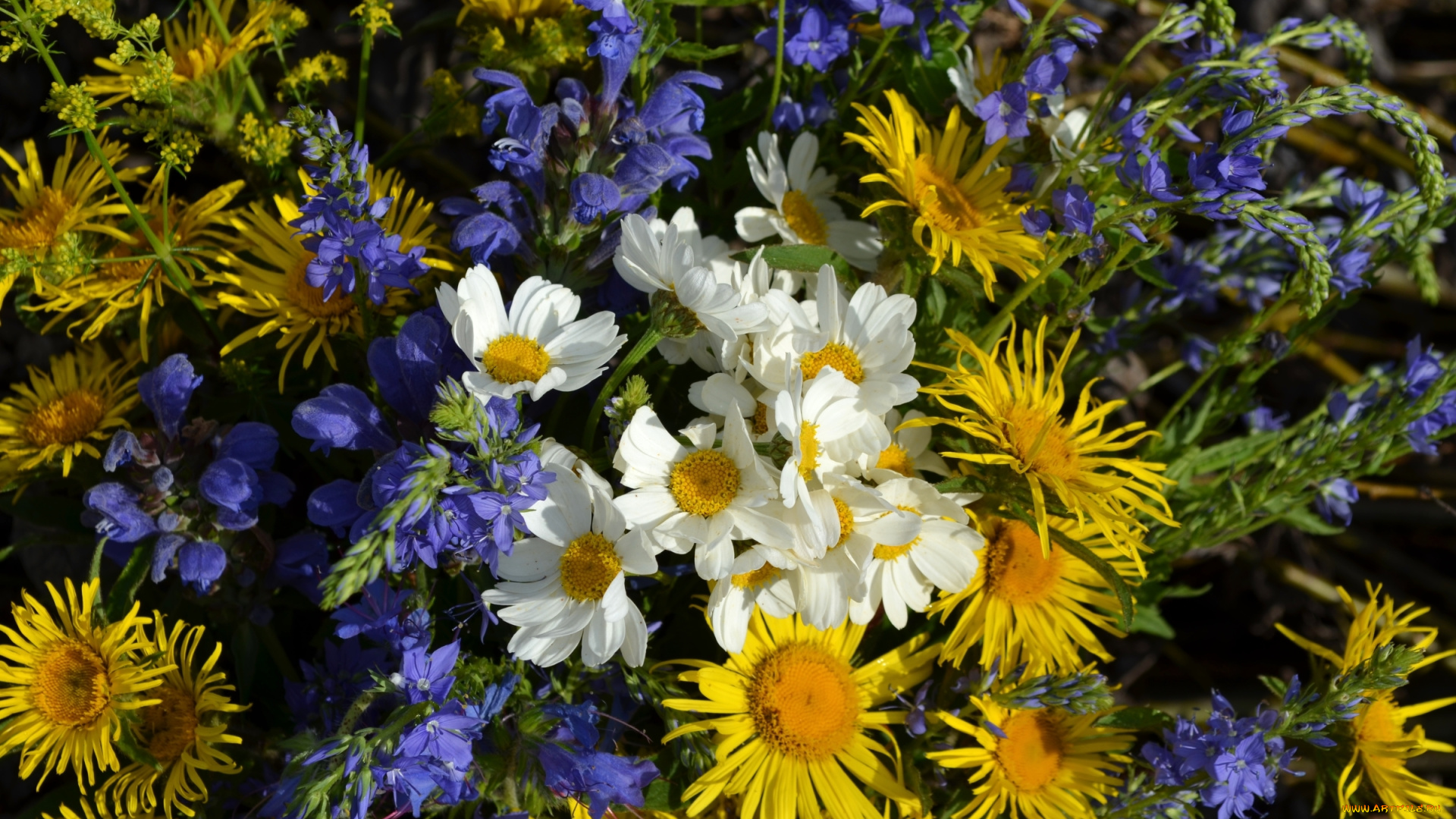 цветы, луговые, , полевые, , цветы, луг