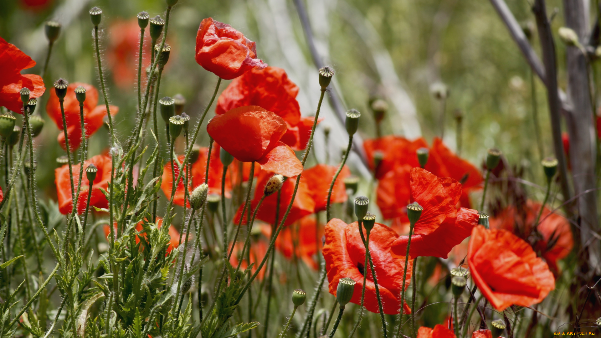 цветы, маки, красный