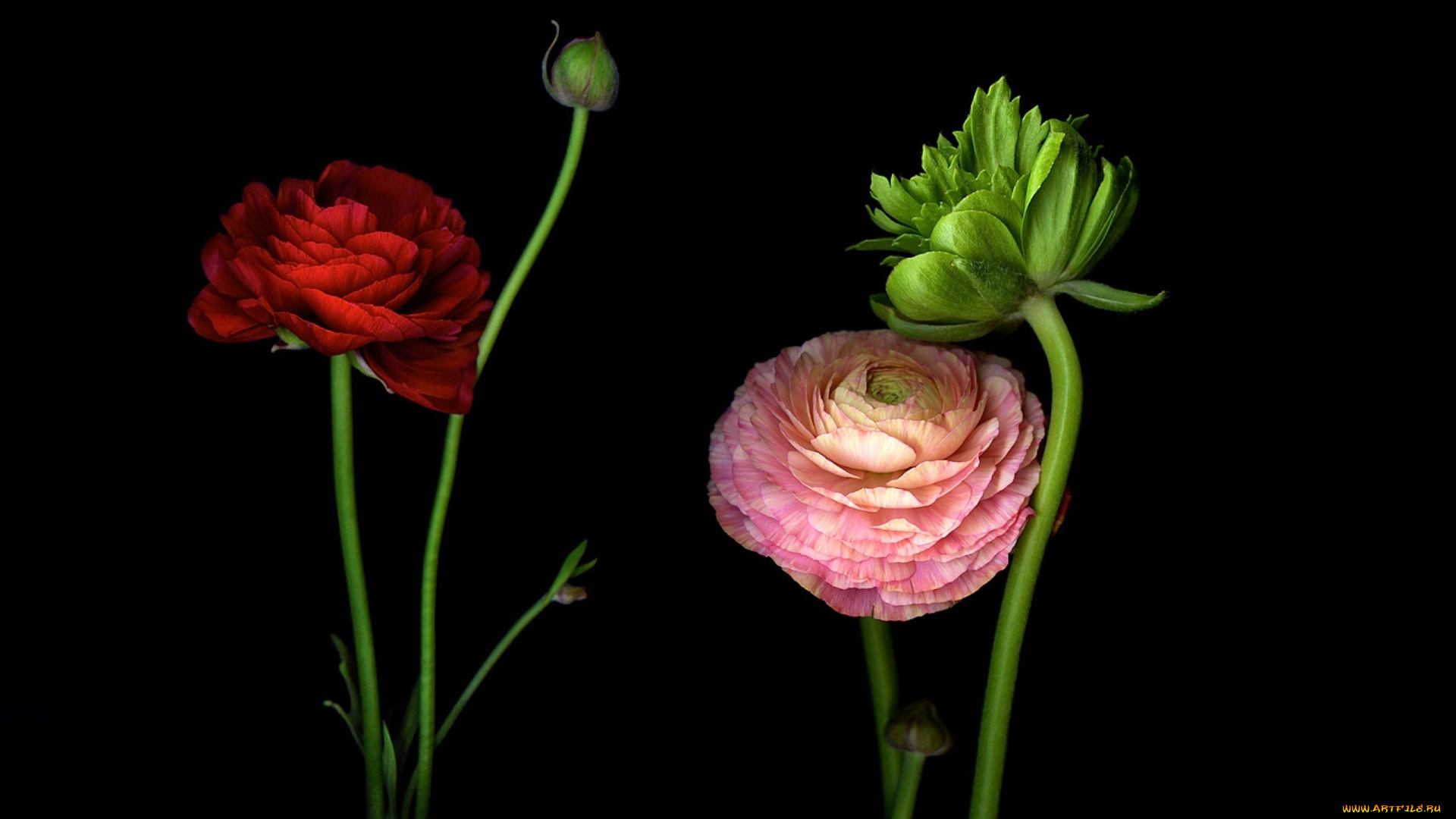 цветы, ранункулюс, , азиатский, лютик, лепестки, стебель, бутон, свет