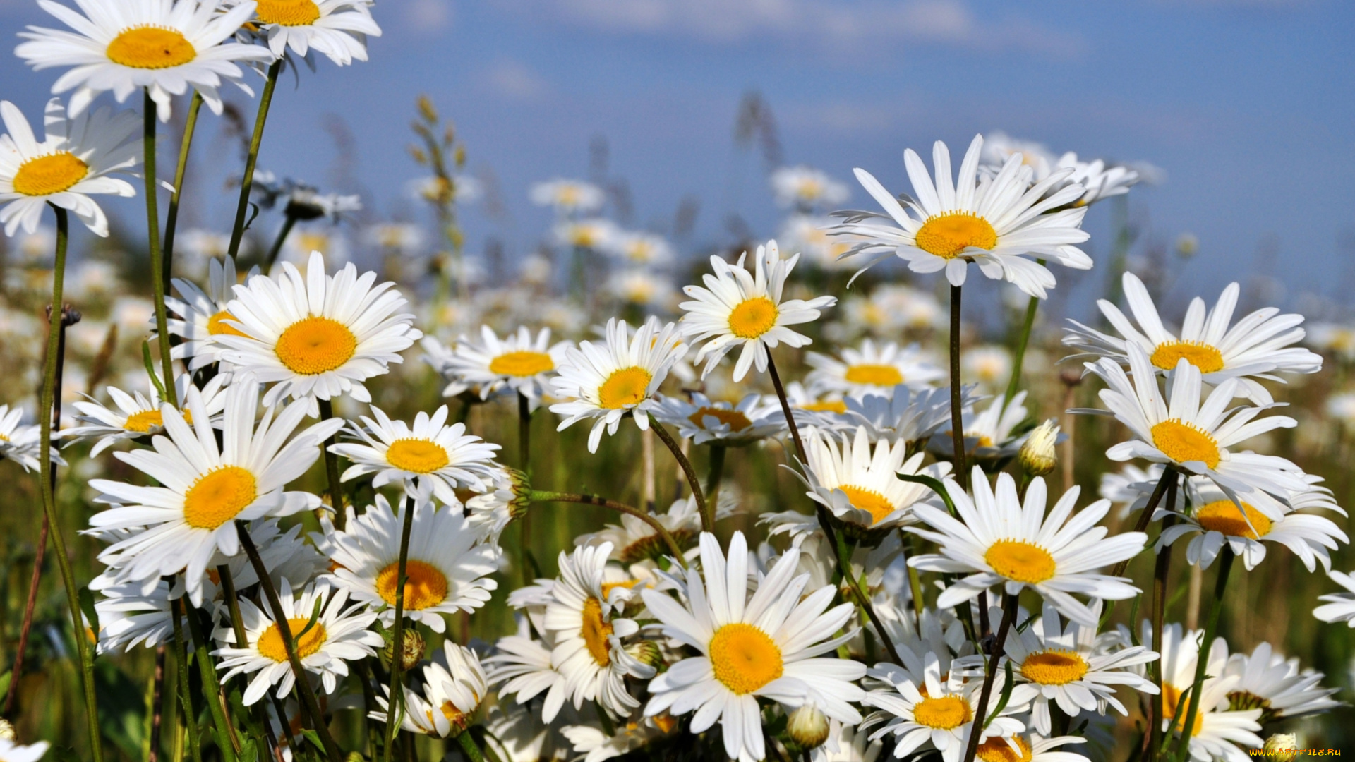 цветы, ромашки, солнышка