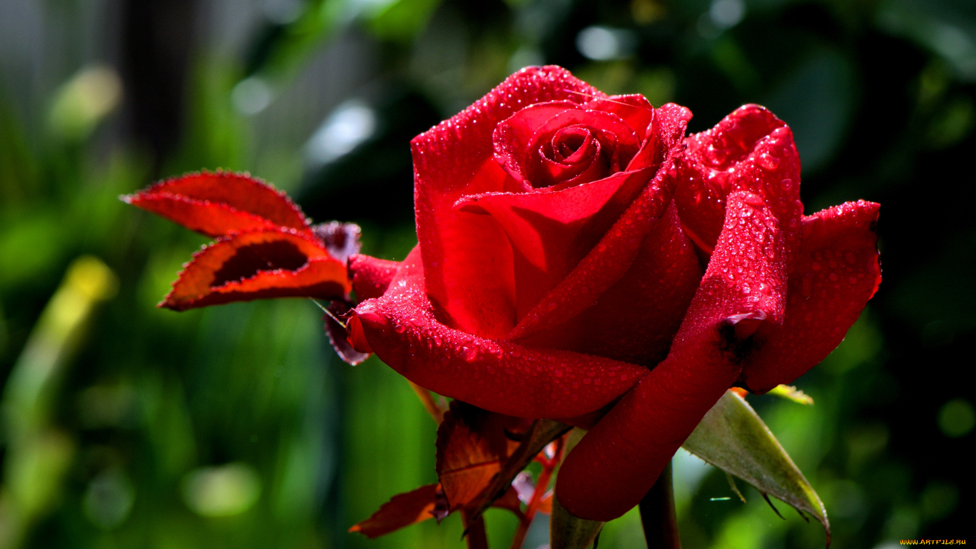 цветы, розы, макро, капли, бутон, роза