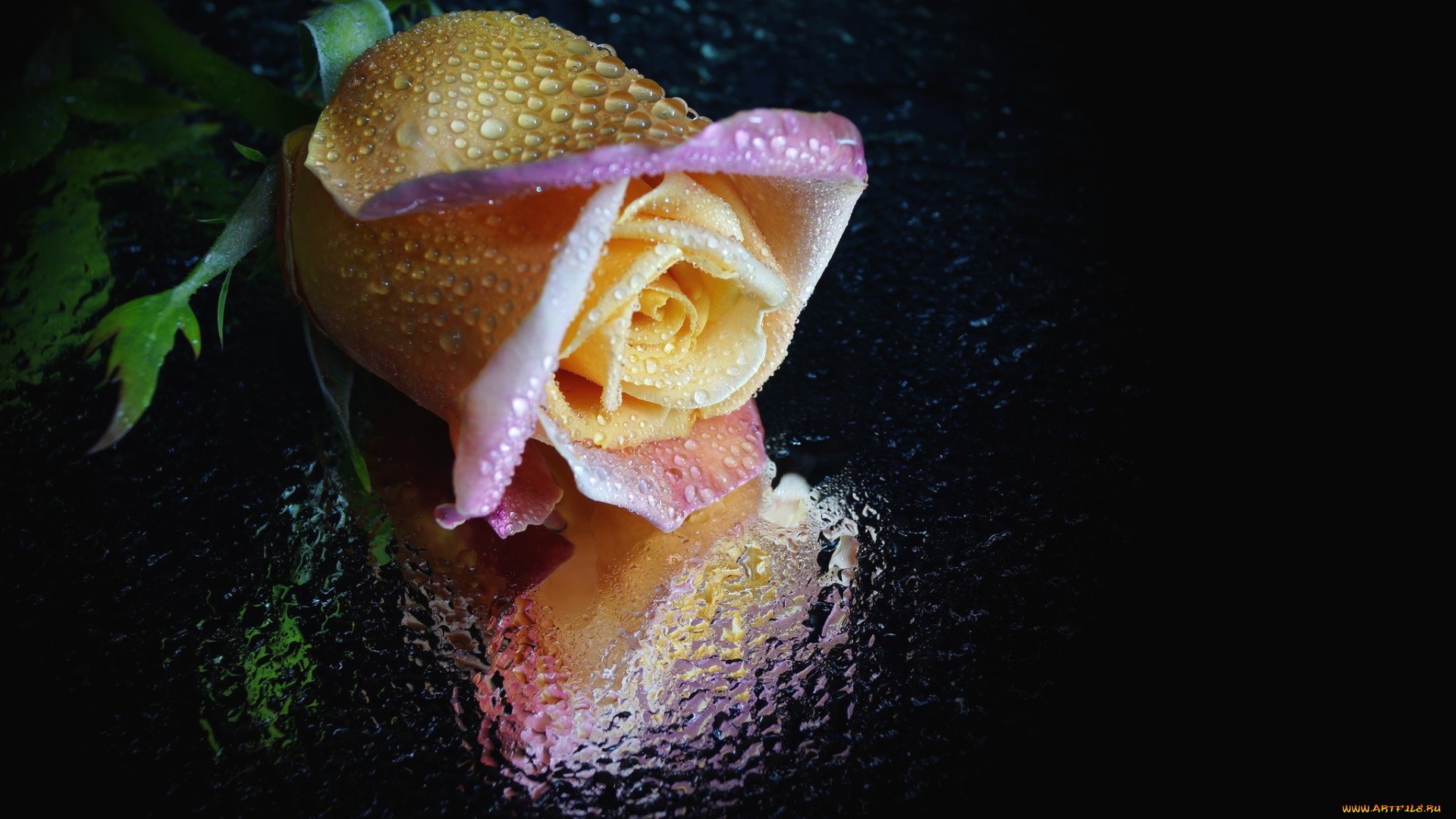 цветы, розы, отражение, капли