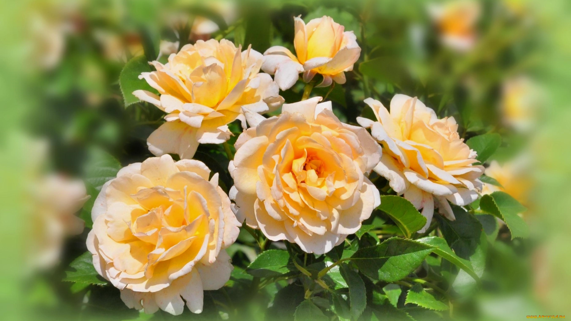 цветы, розы, желтый