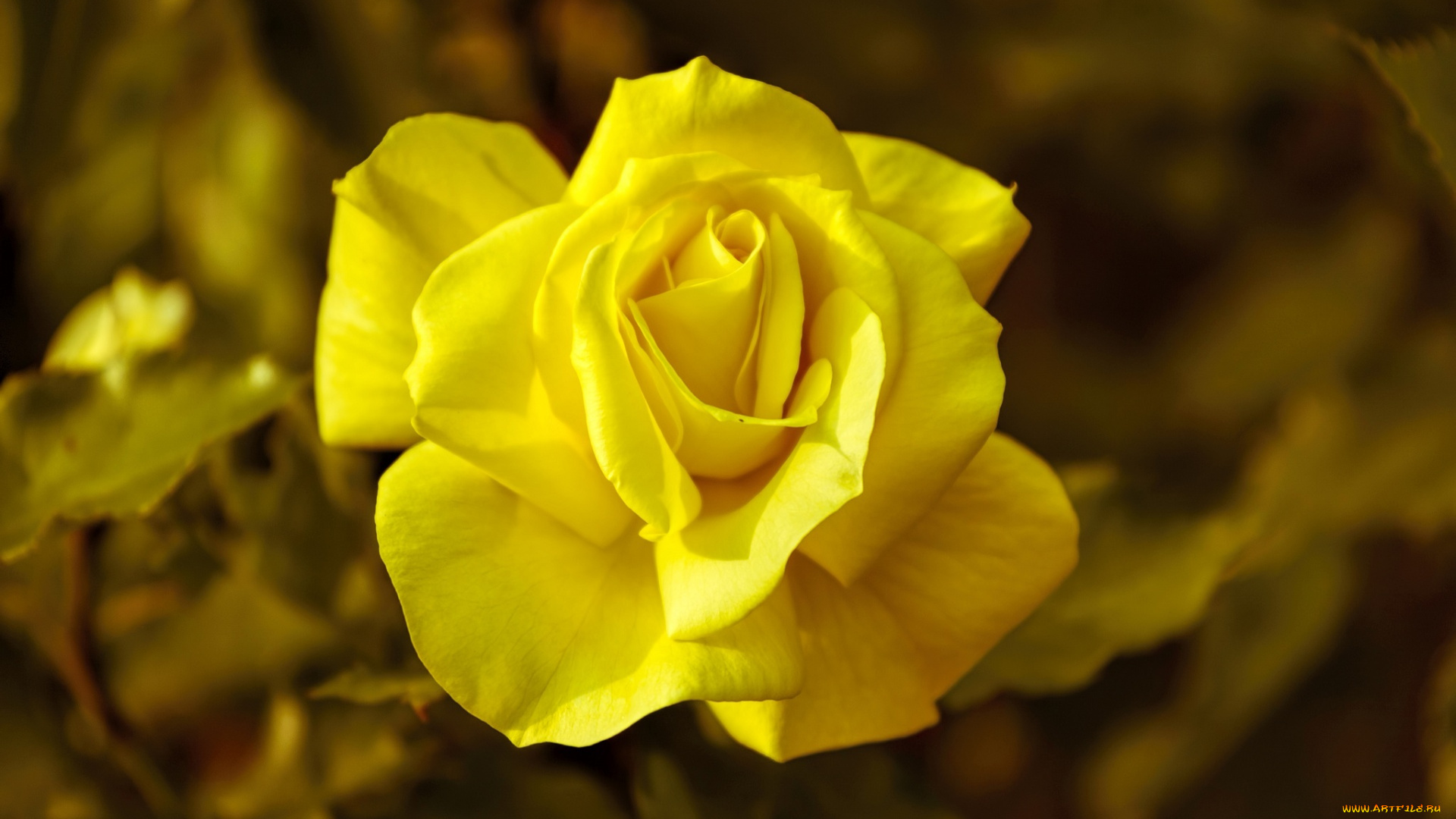 цветы, розы, желтый, лепестки